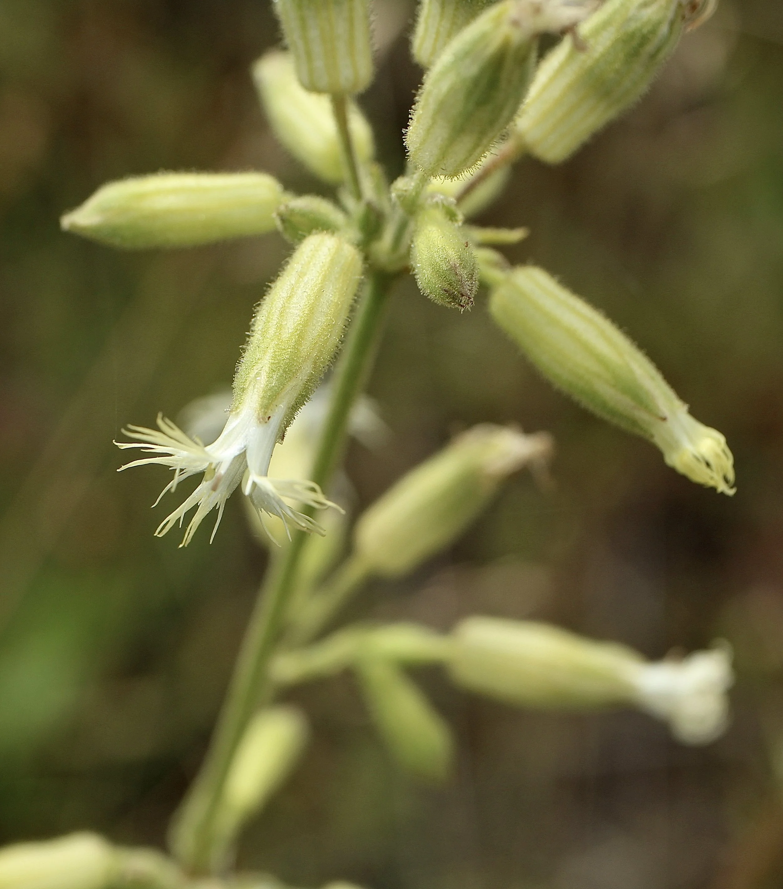 Harsin Butte trail, Zumwalt Prairie, June 27, 2023