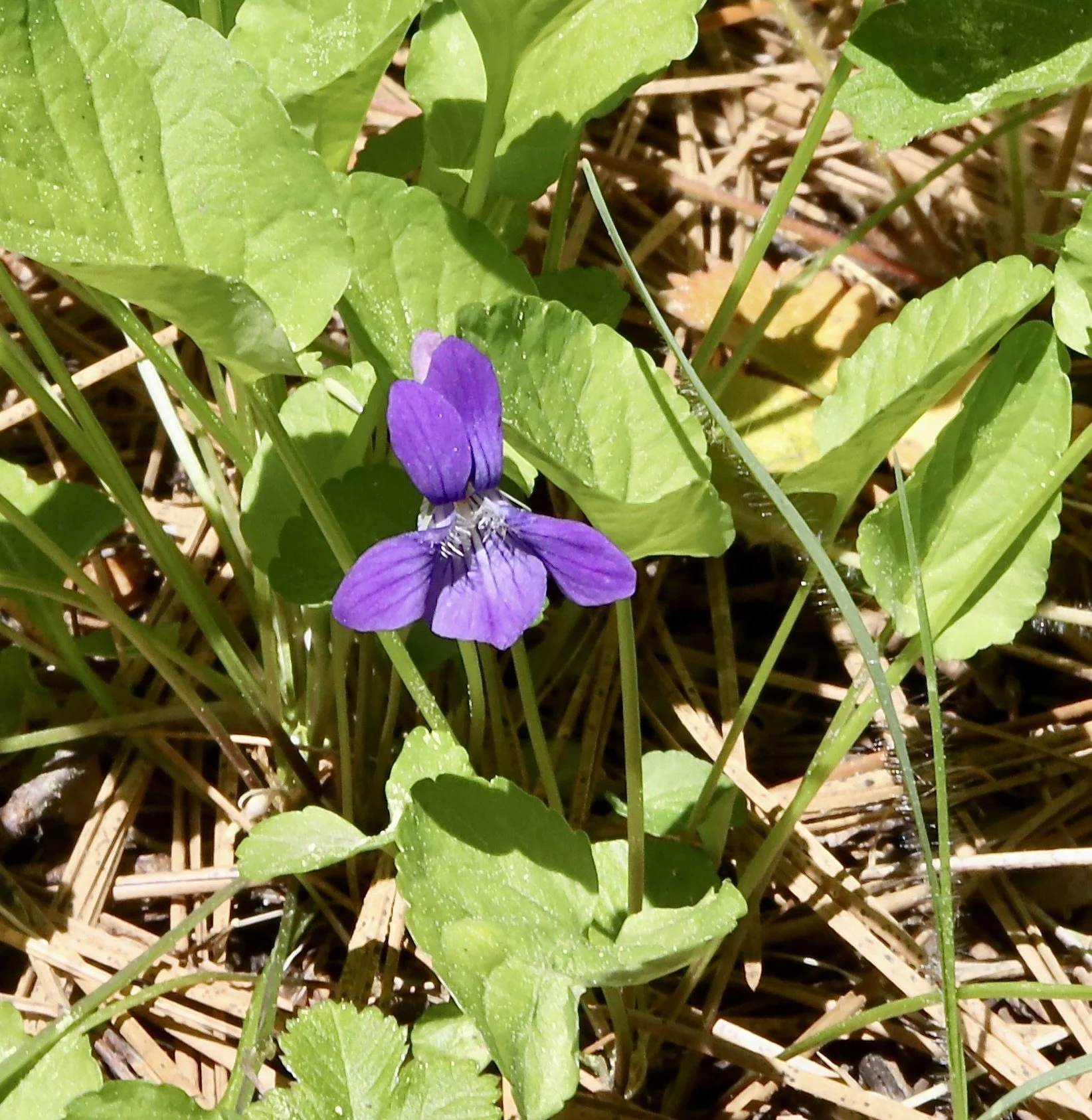 hooked spur violet 9.JPG