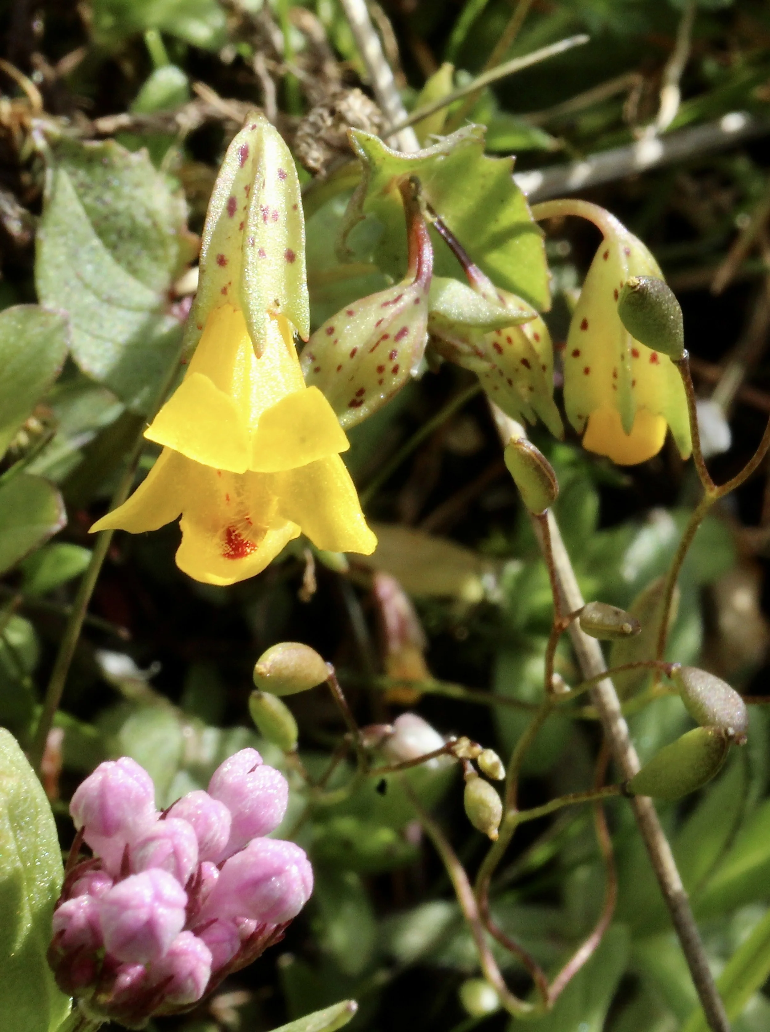 Photo taken on the Catherine Creek trail, April 12, 2023.  Click on this photo to return to the Yellow/Orange Wildflowers page