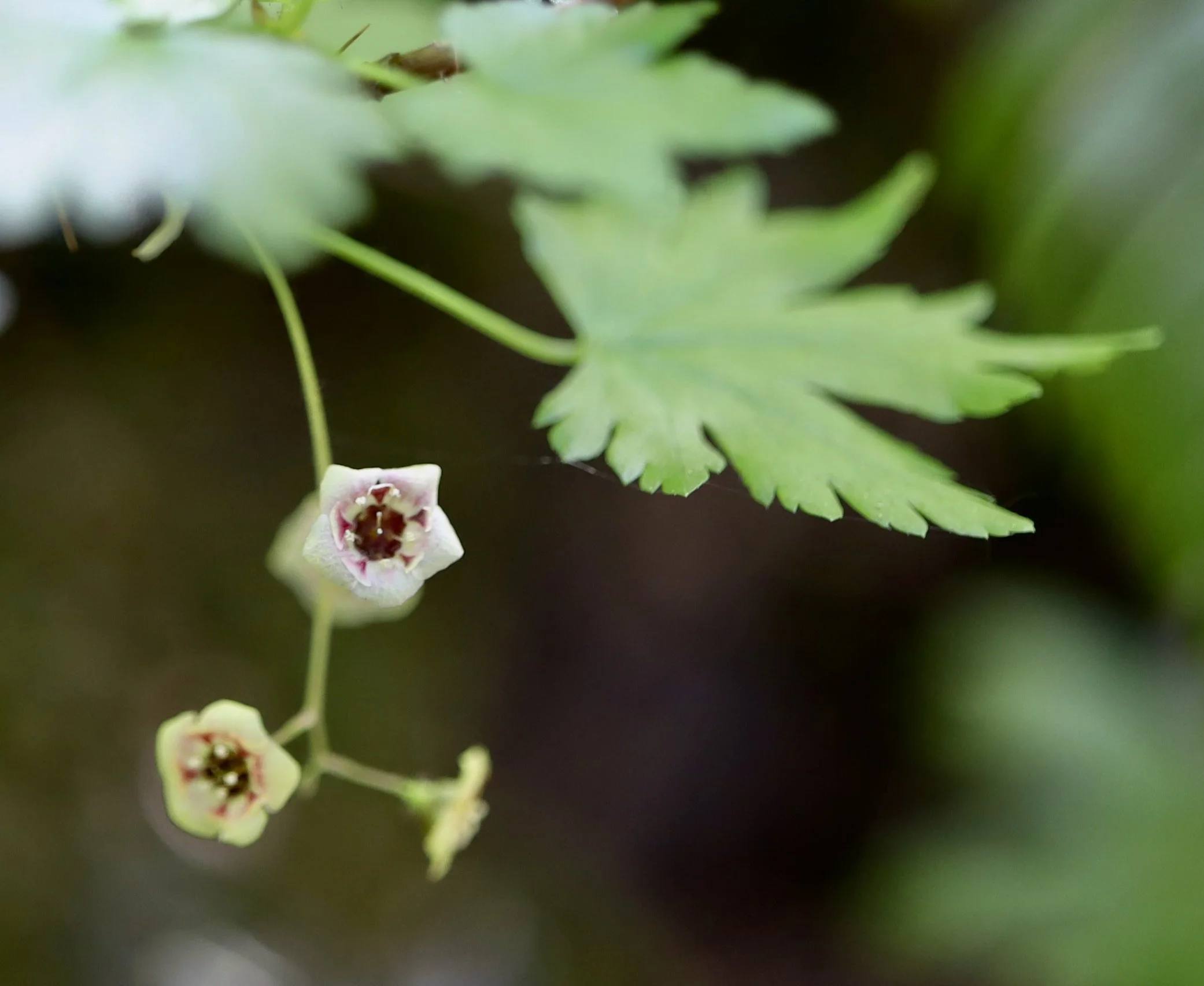 Black Swamp Gooseberry  //  Ribes lacustre