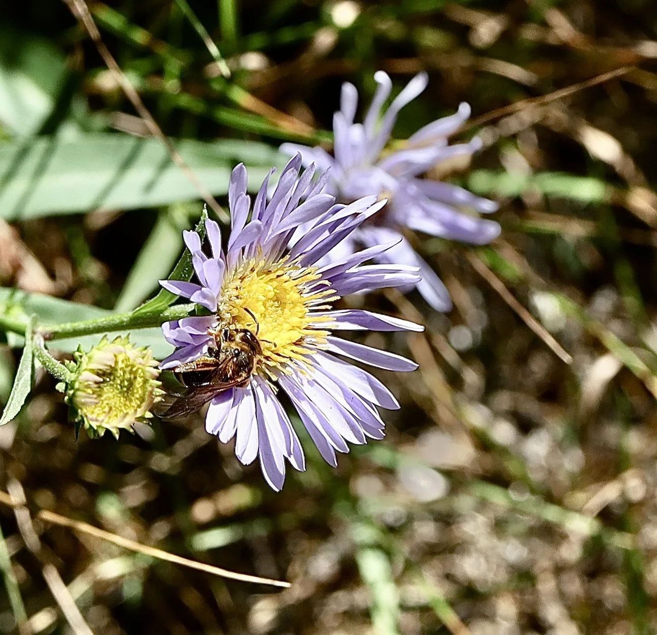 Placid Lake trail, August 21, 2026