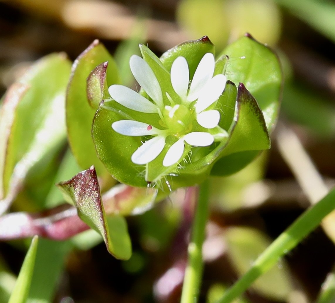 Common Chickweed  --  Stellaria media  McCall Point Trail 3/22/2025