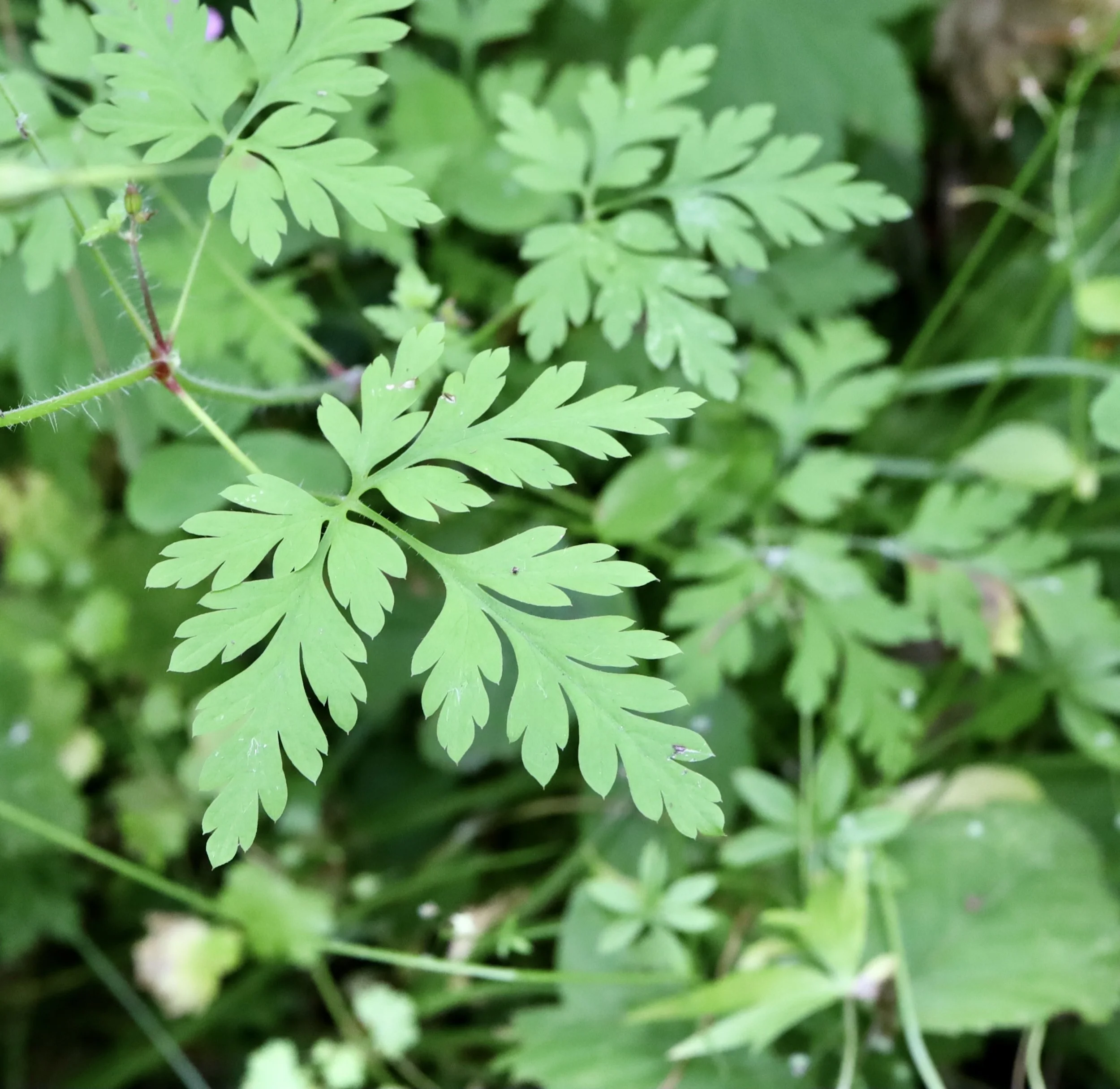 The leaves of Herb Robert distinguish it from other members of the Geranium family