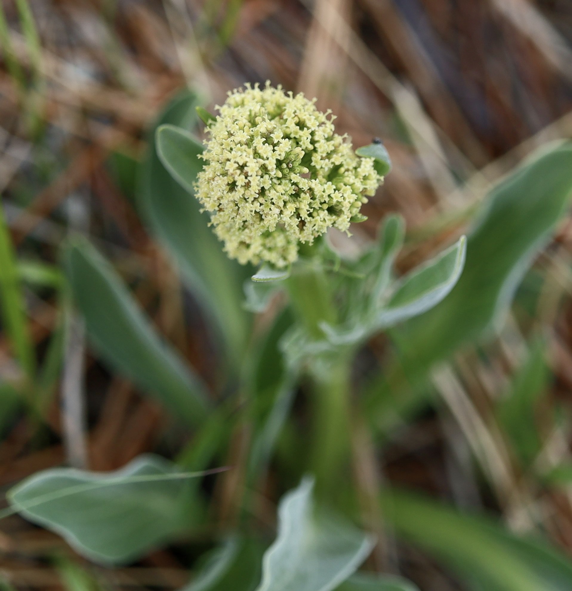 Edible Valerian  //  Valeriana edulis  --  Patti's Trail, Zumwalt Prairie 5/14/2025