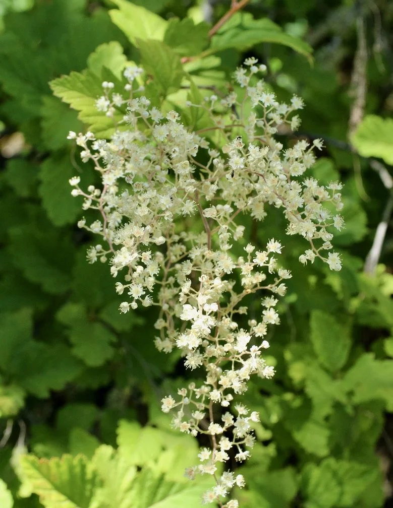 Ocean Spray  //  Holodiscus discolor
