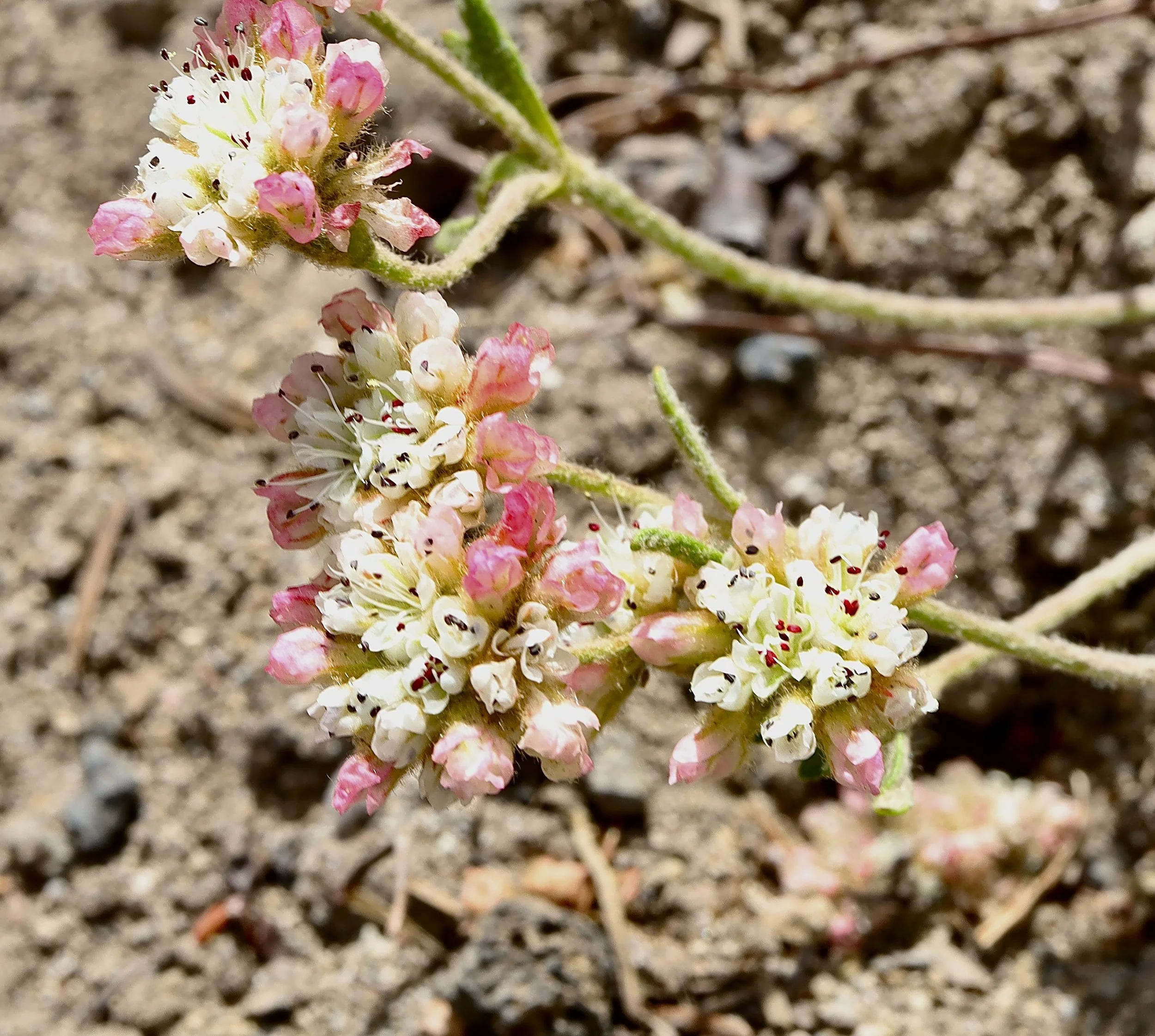 three flowers.JPG