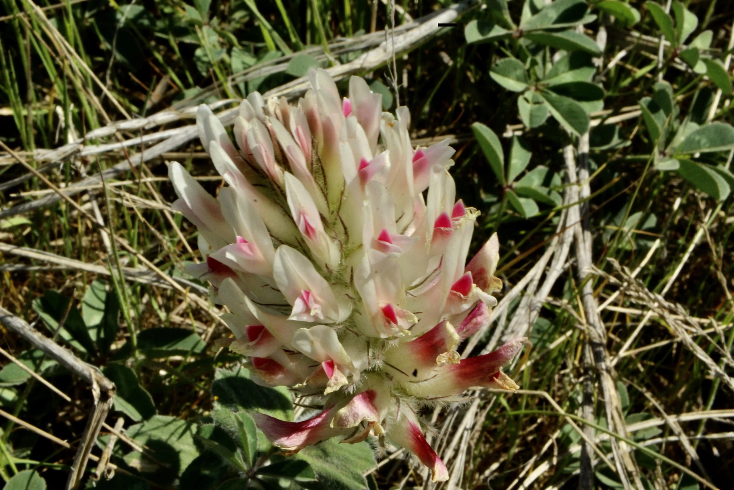 Click on this photo to return to the Red/Pink Wildflowers page