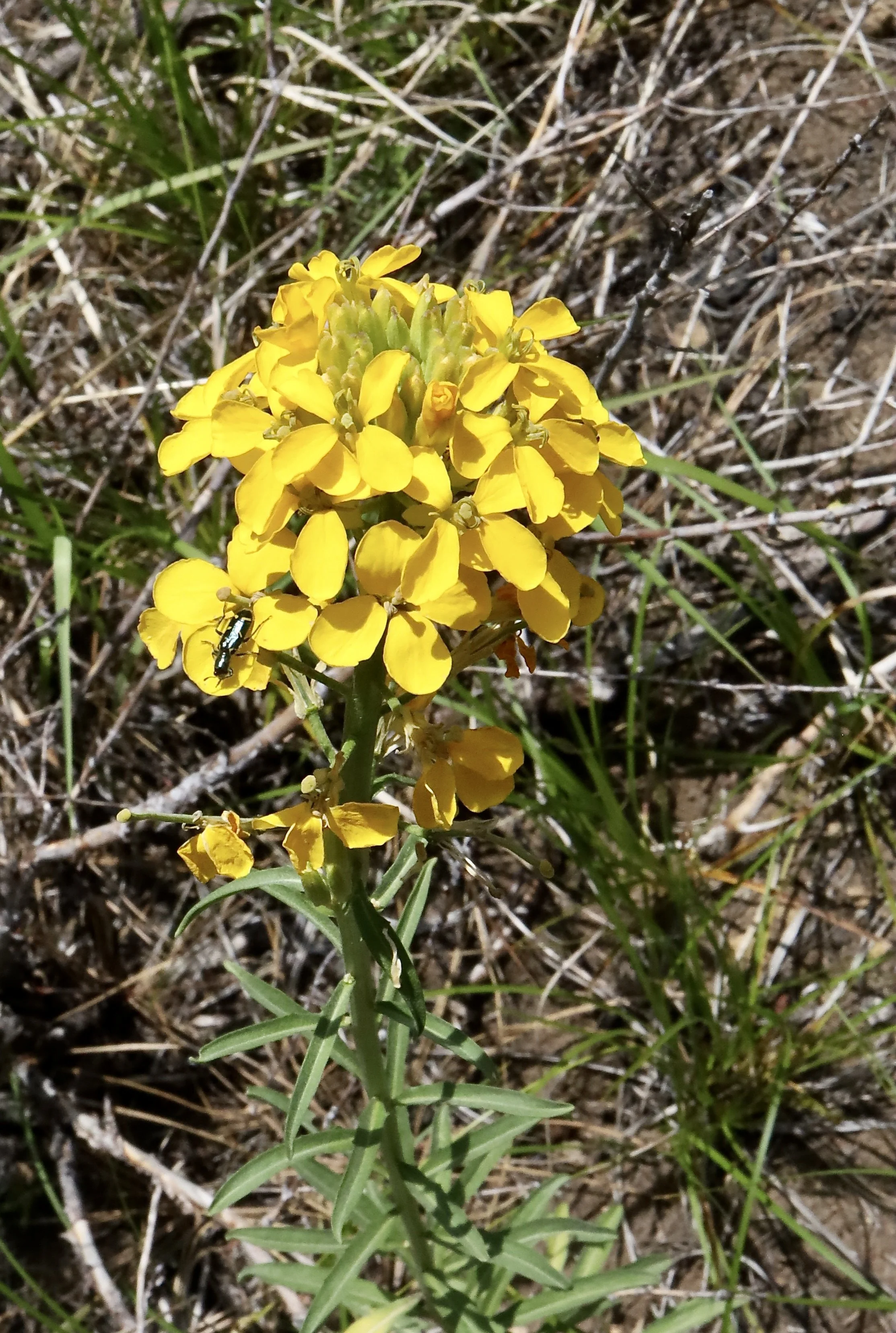 western wallflower with leaves.JPG