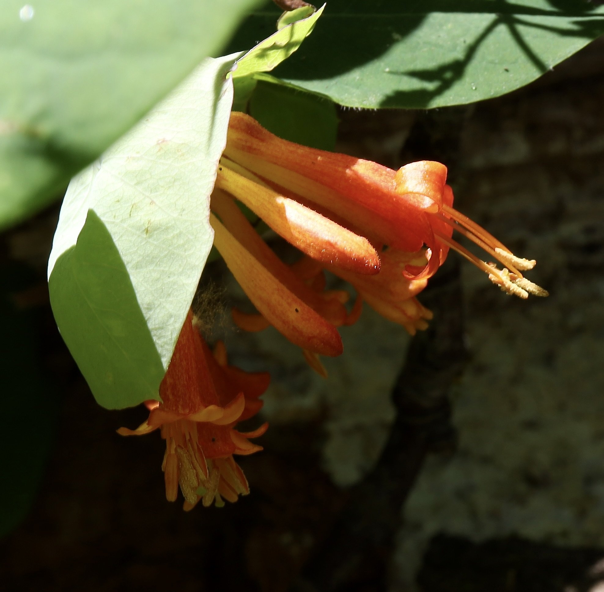 honeysuckle 7.JPG