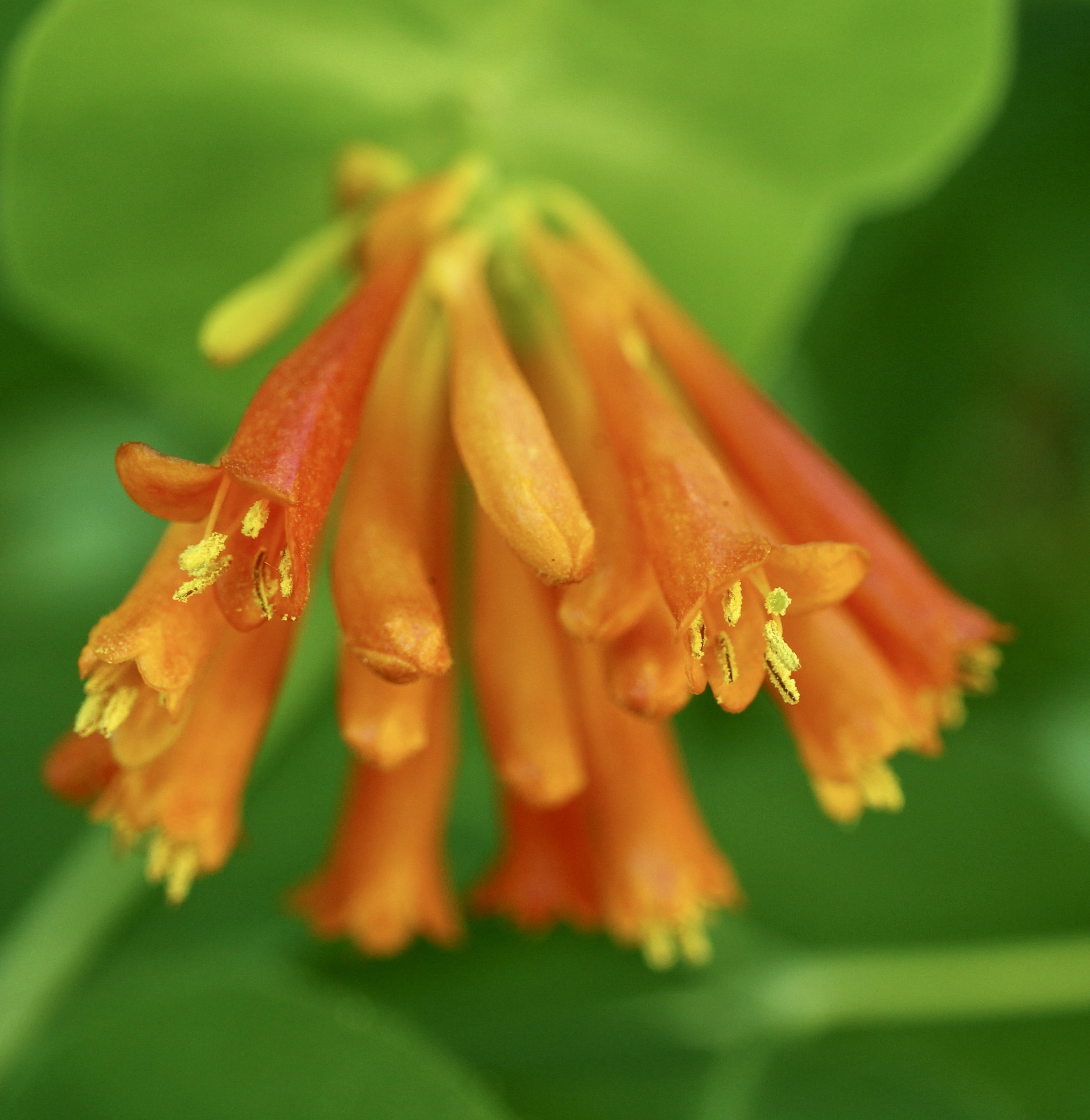 Honeysuckle  //  Lonicera ciliosa  --  McCall Point Trail 6/24/2024