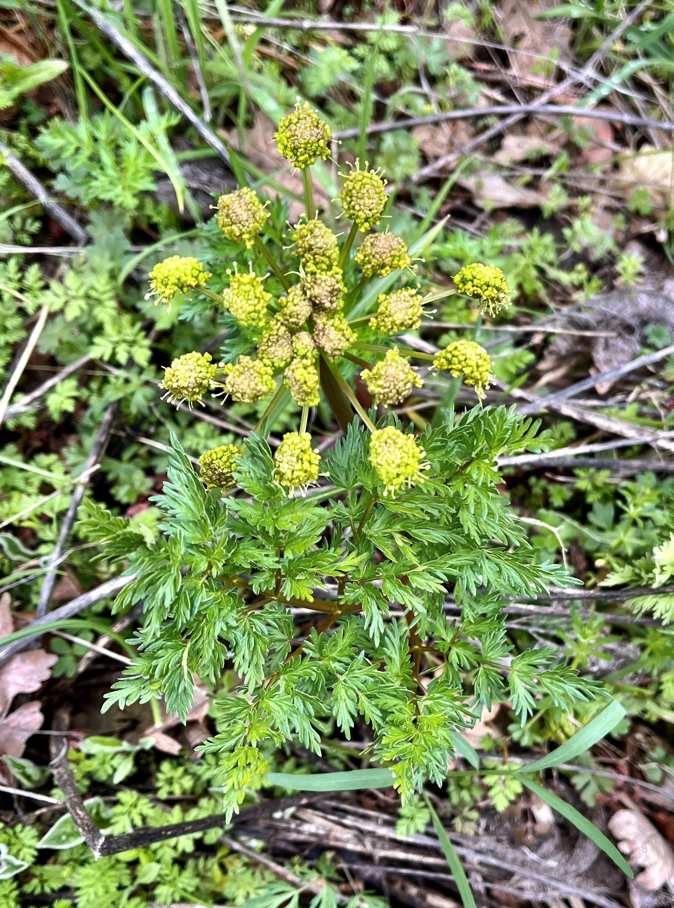 Click on this photo to return to the Yellow/Orange Wildflowers page
