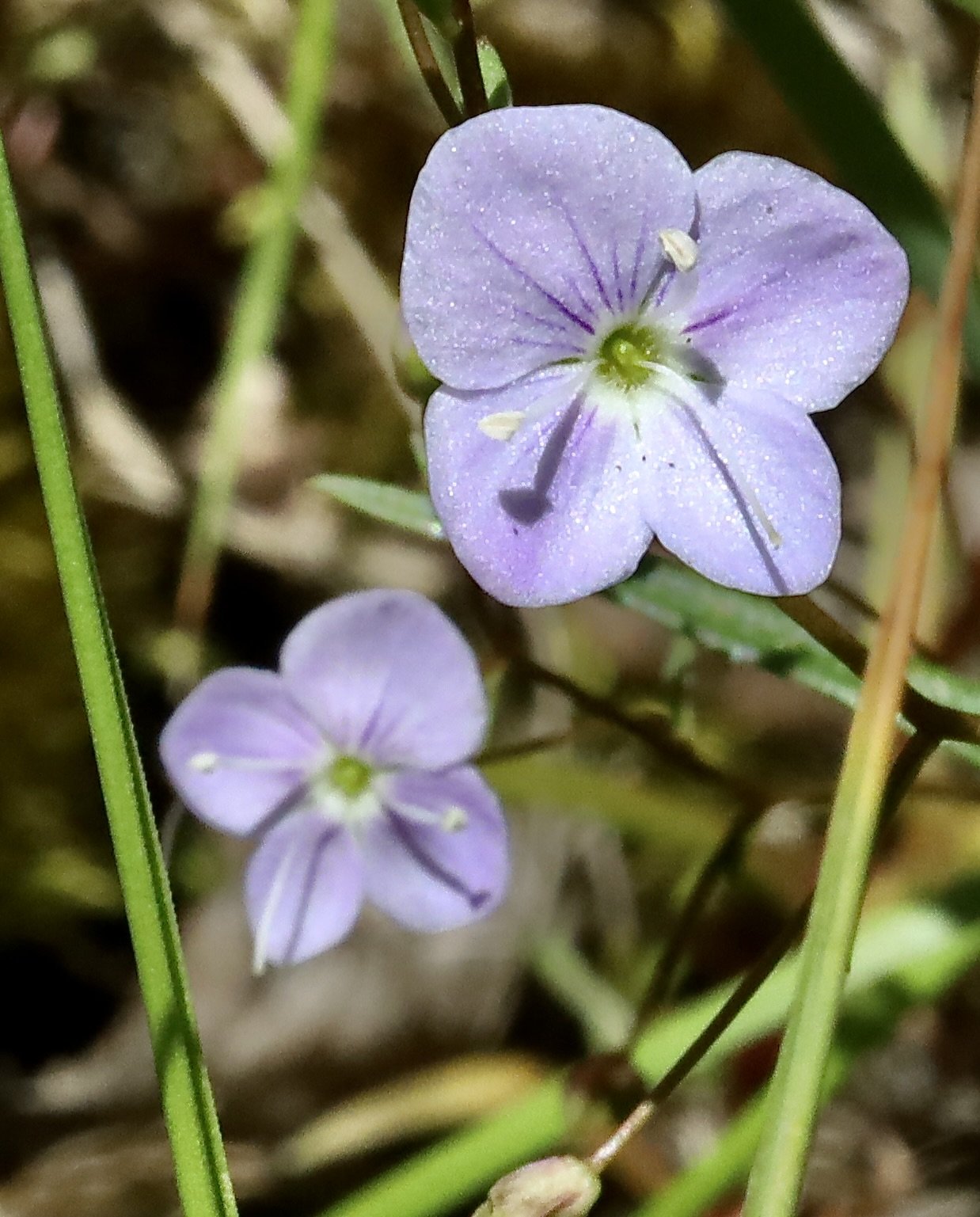 Marsh Speedwell  //  Veronica scutellata  --  Camassia Preserve 5/18/2026