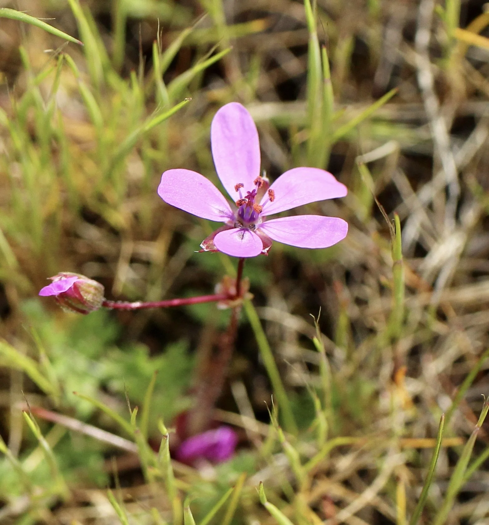Click on this photo to return to the Red/Pink Wildflowers page