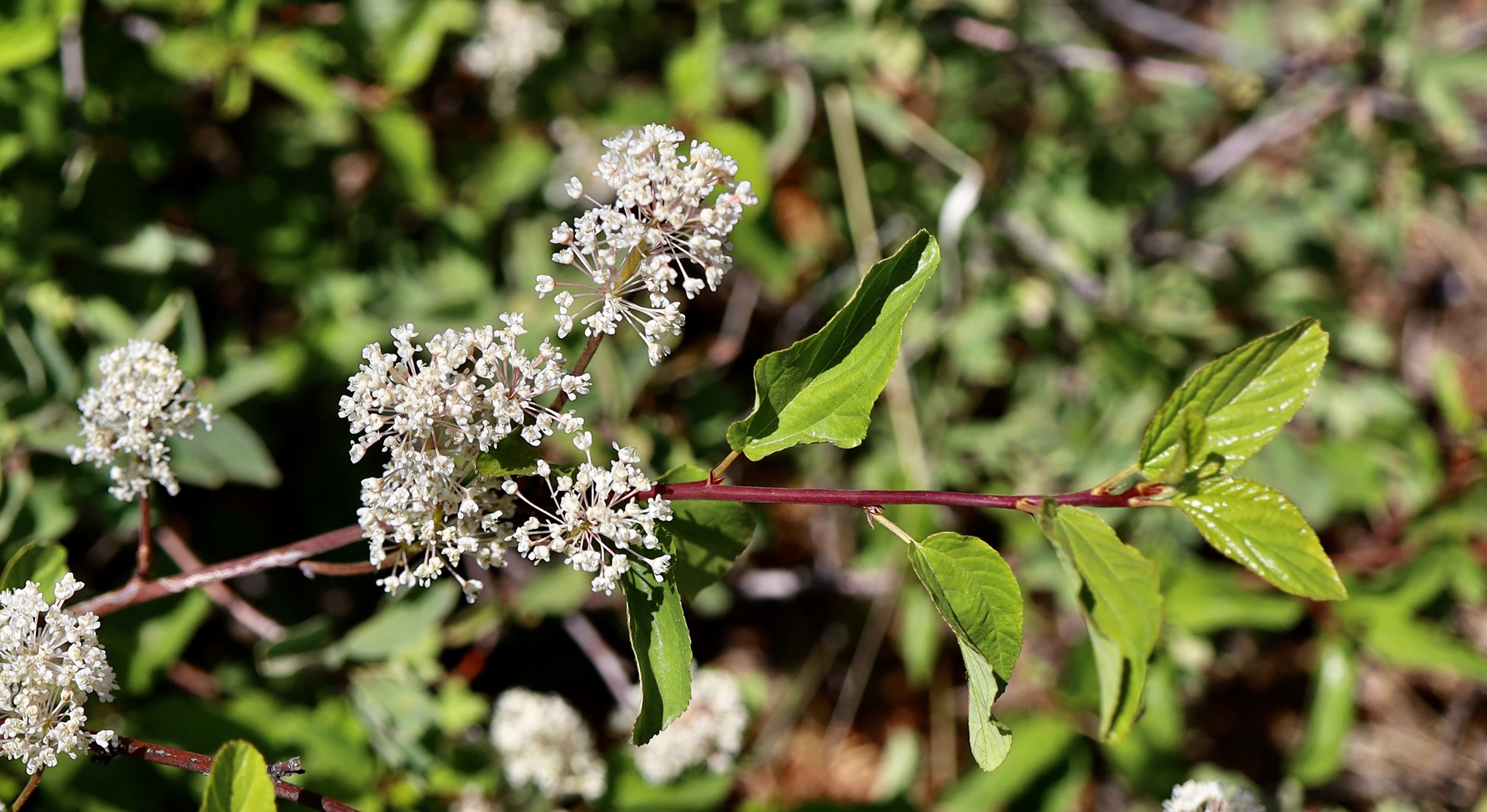 Snowbrush  //  Ceanothus velutinus  --  Bald Butte  6/3/2025