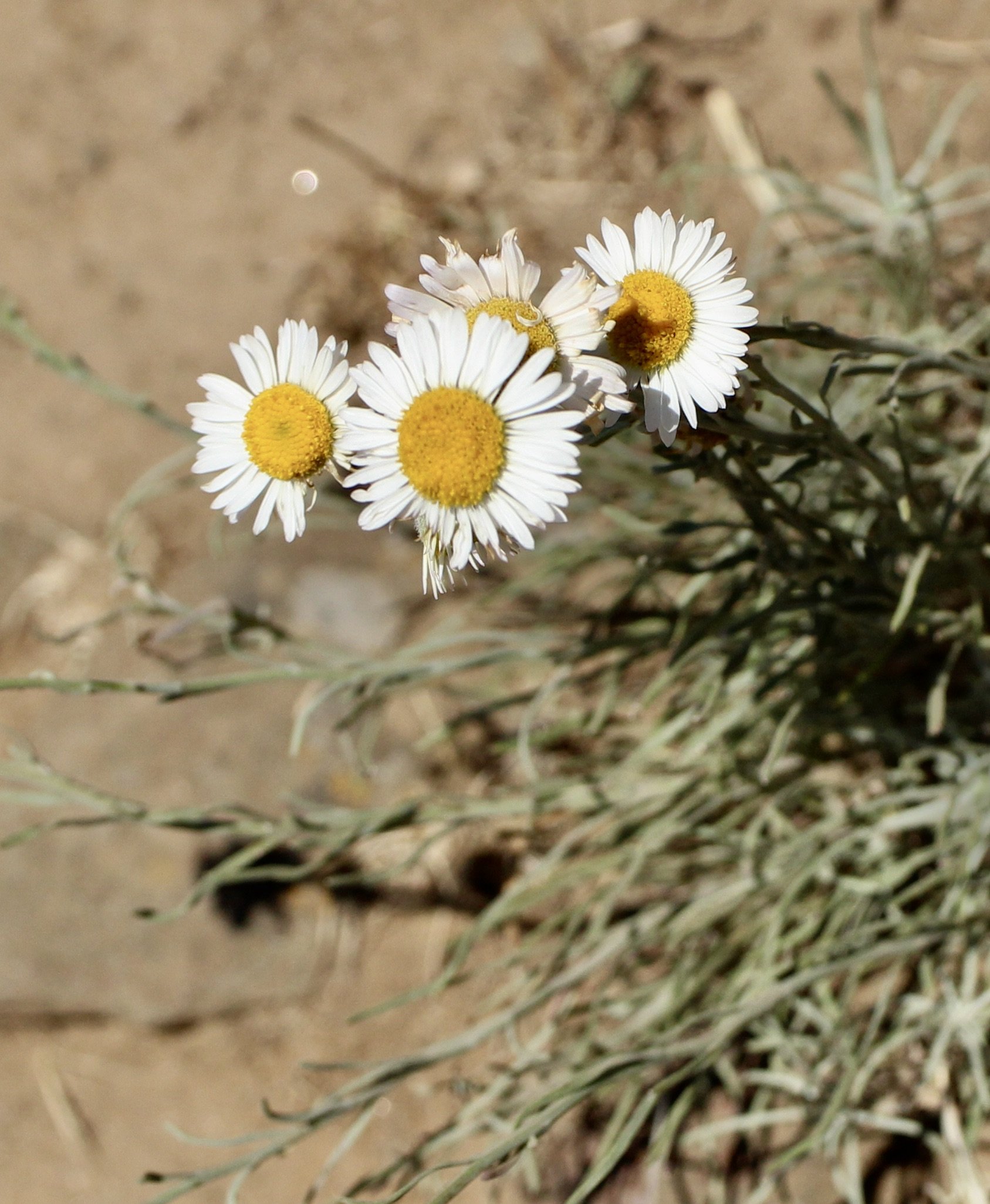 Threadleaf Fleabane  //  Erigeron filifolius
Rowena Plateau 5/31/2024