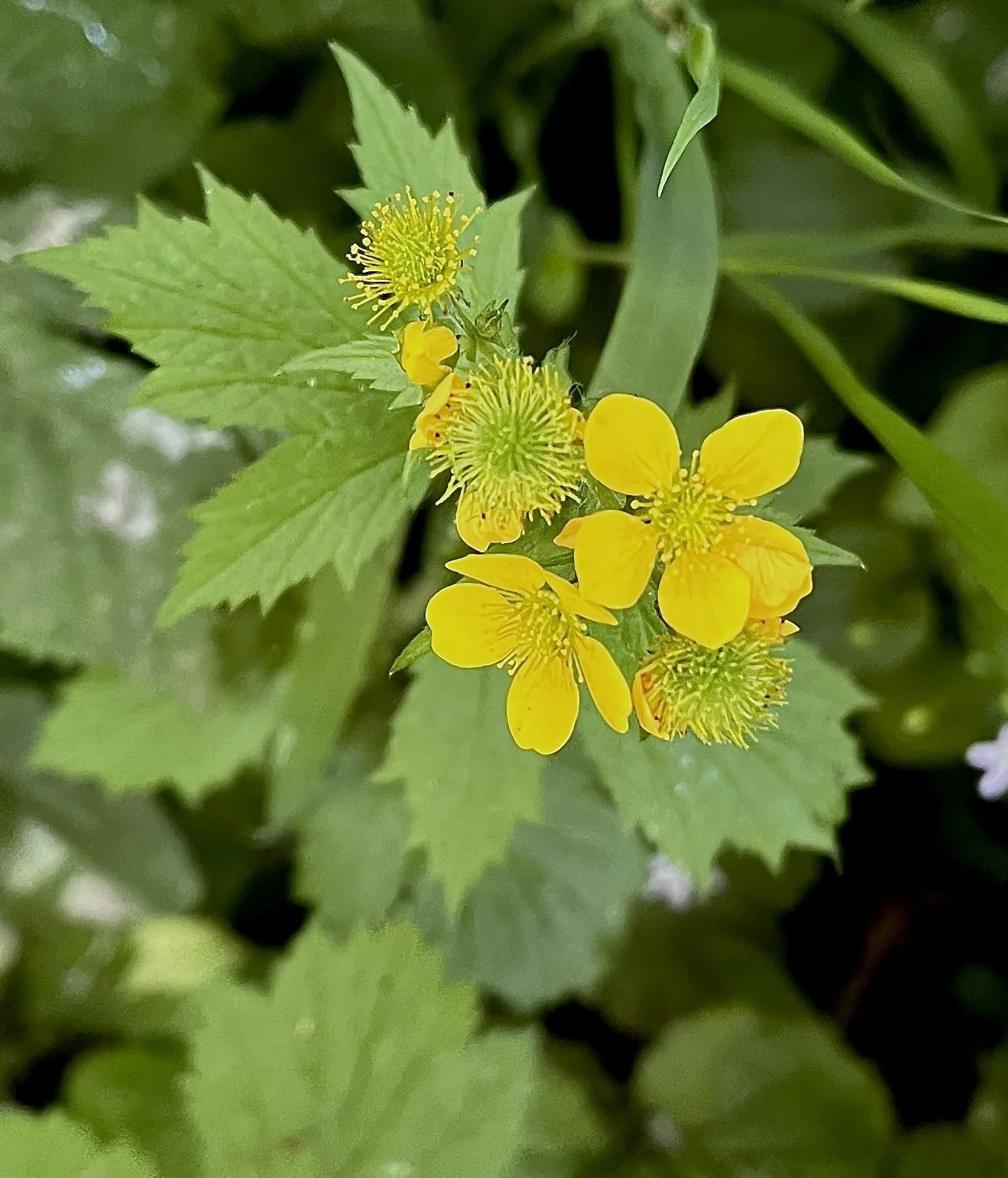 Notice the three lobes of the leaf behind and to the right of the flowers