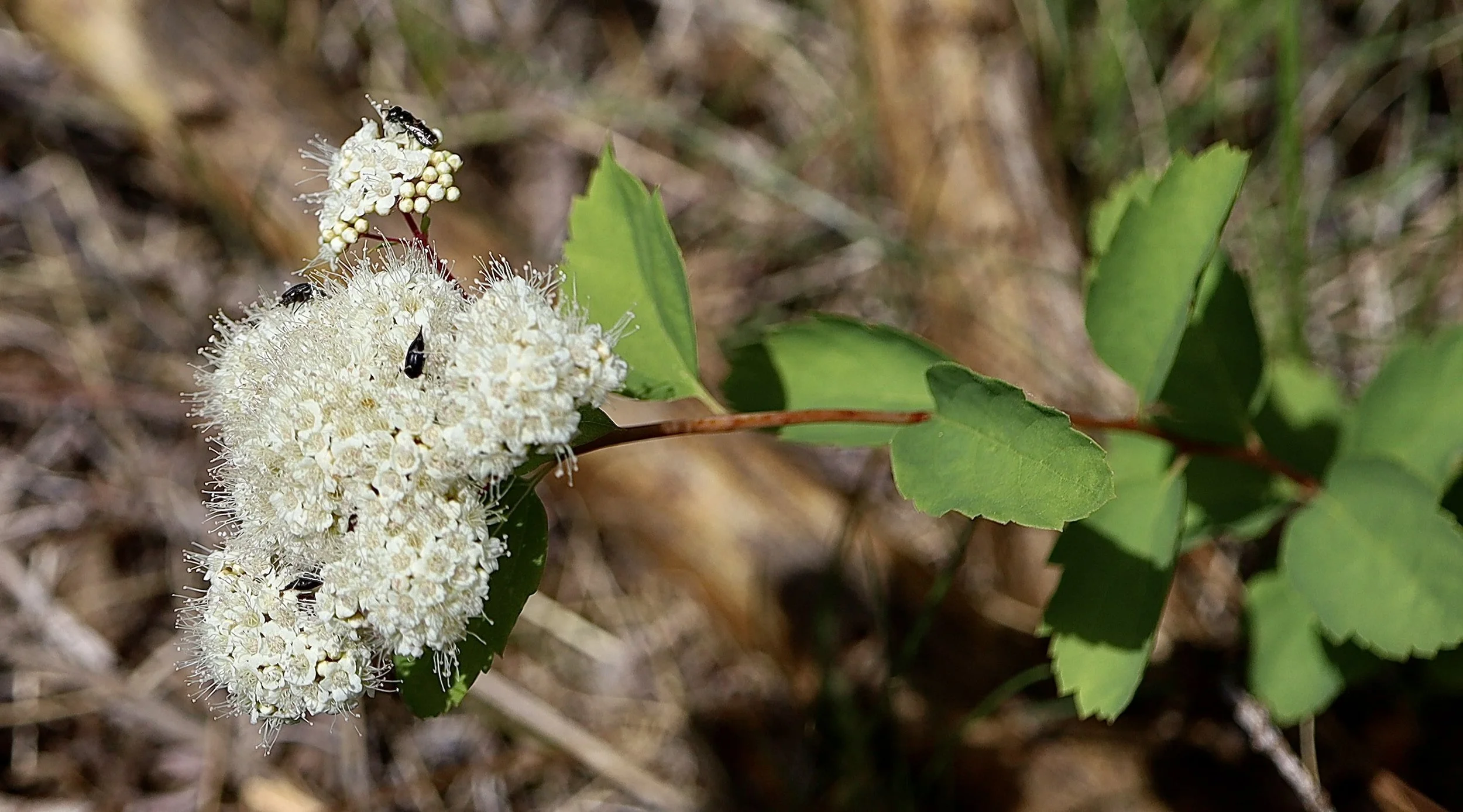 Shinyleaf Spiraea  //  Spiraea lucida  --  Pool of the Winds Trail 6/11/2025