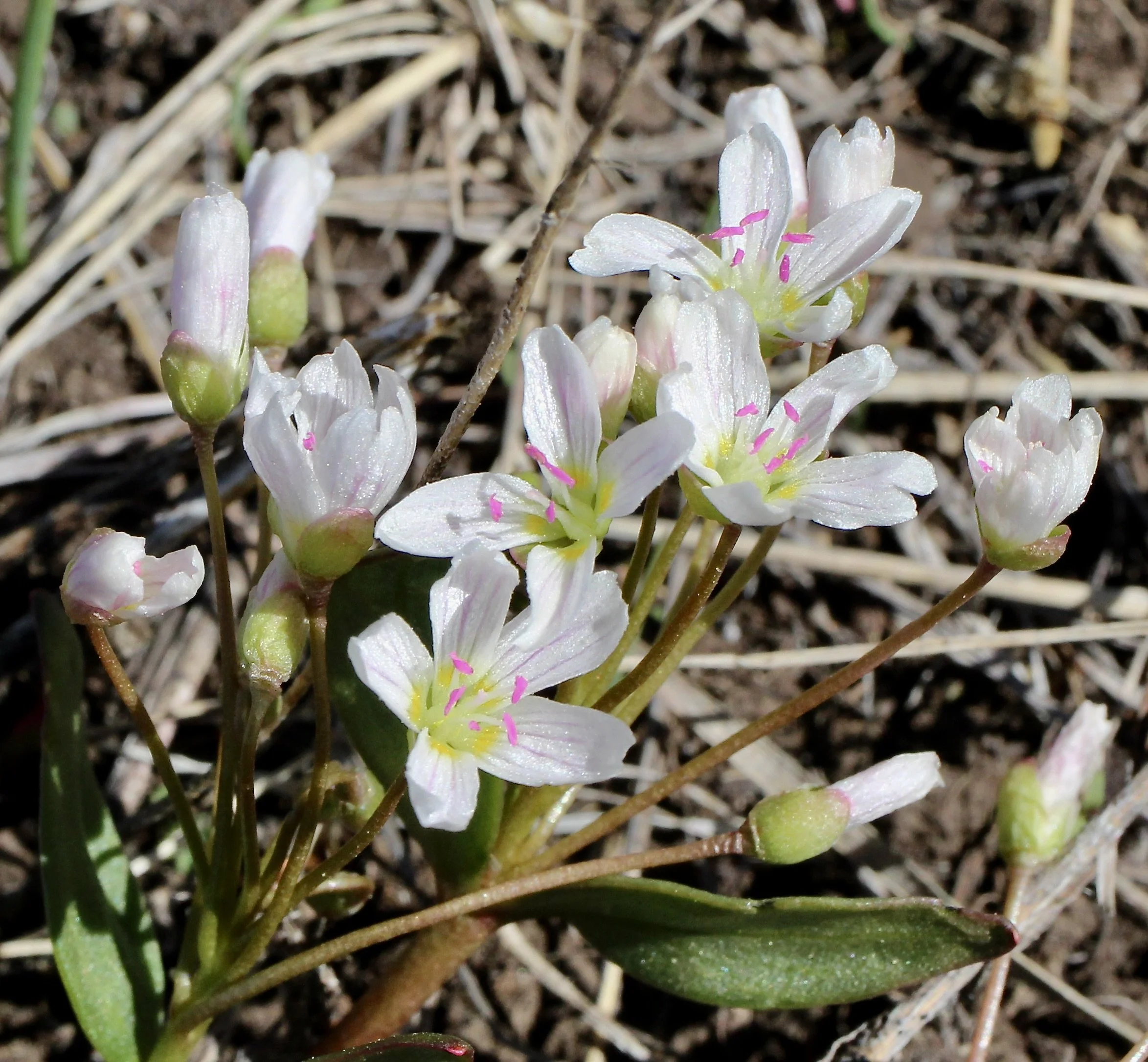 lanceleaf spring beauty5.JPG