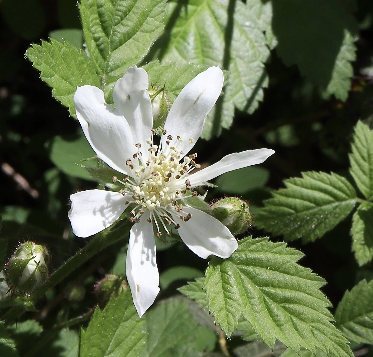 trailing blackberry2.JPG