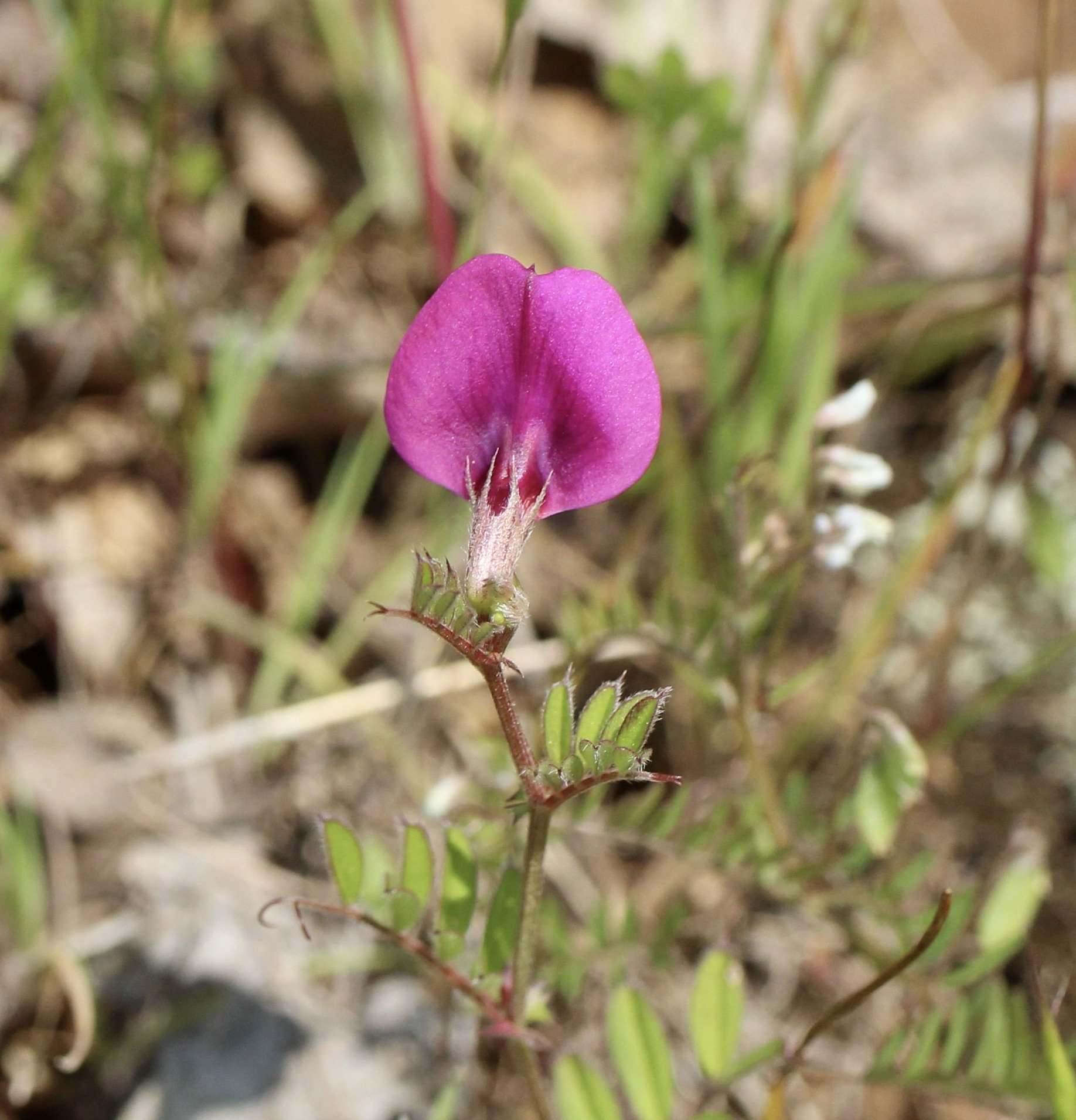 Click on this photo to return to the Red/Pink Wildflowers page