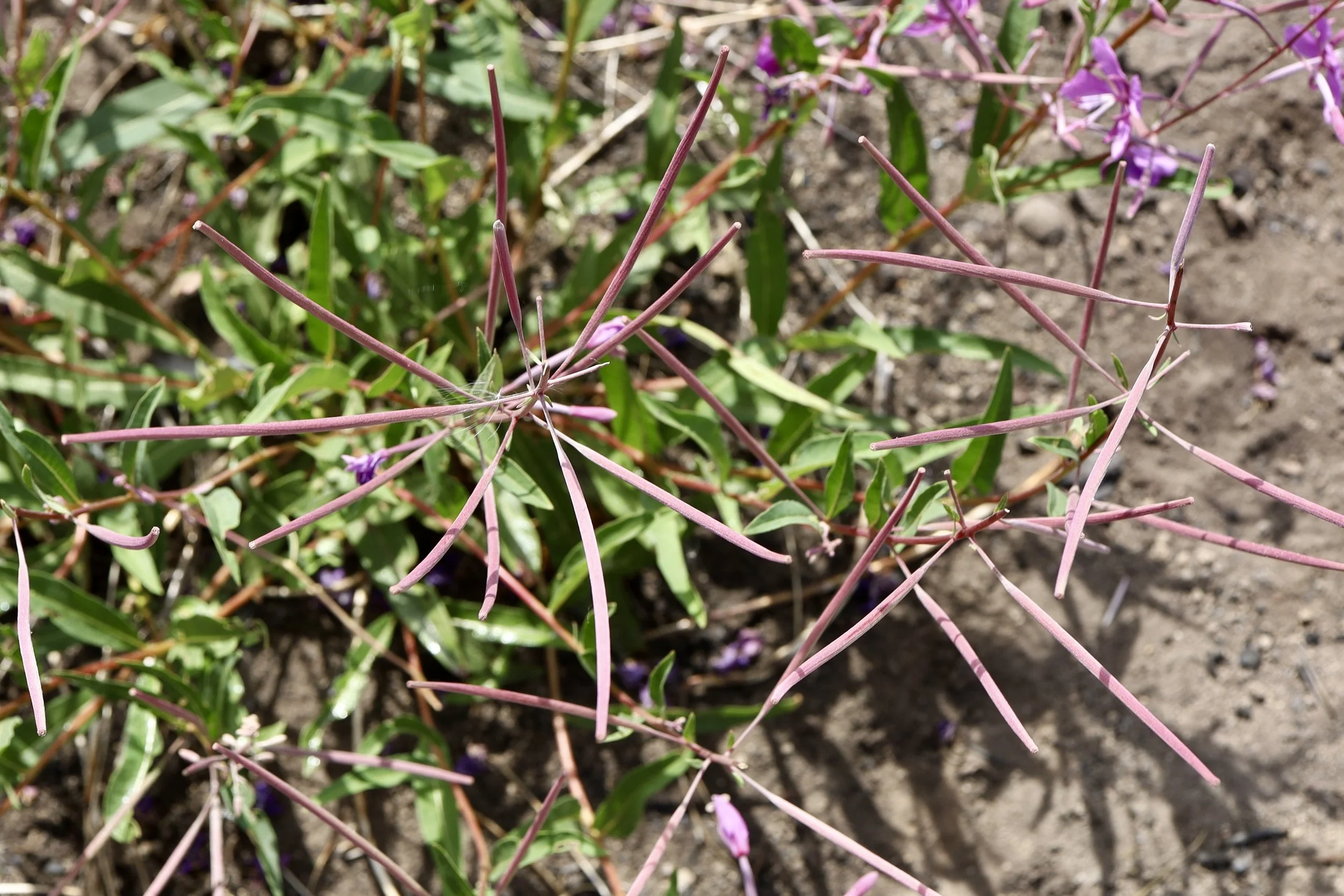 Fireweed seedpods, Crofton Ridge, August 26, 2026