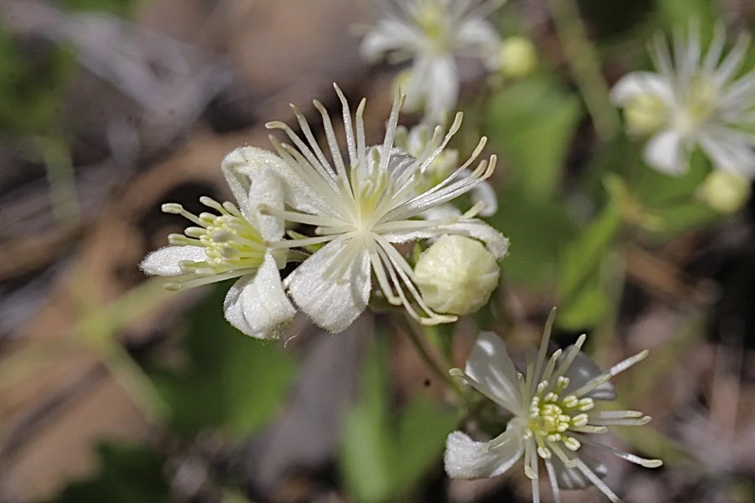 Western White Clematis  //  Clematis ligusticifolia  --  Klickitat River Trail  June 5, 2021