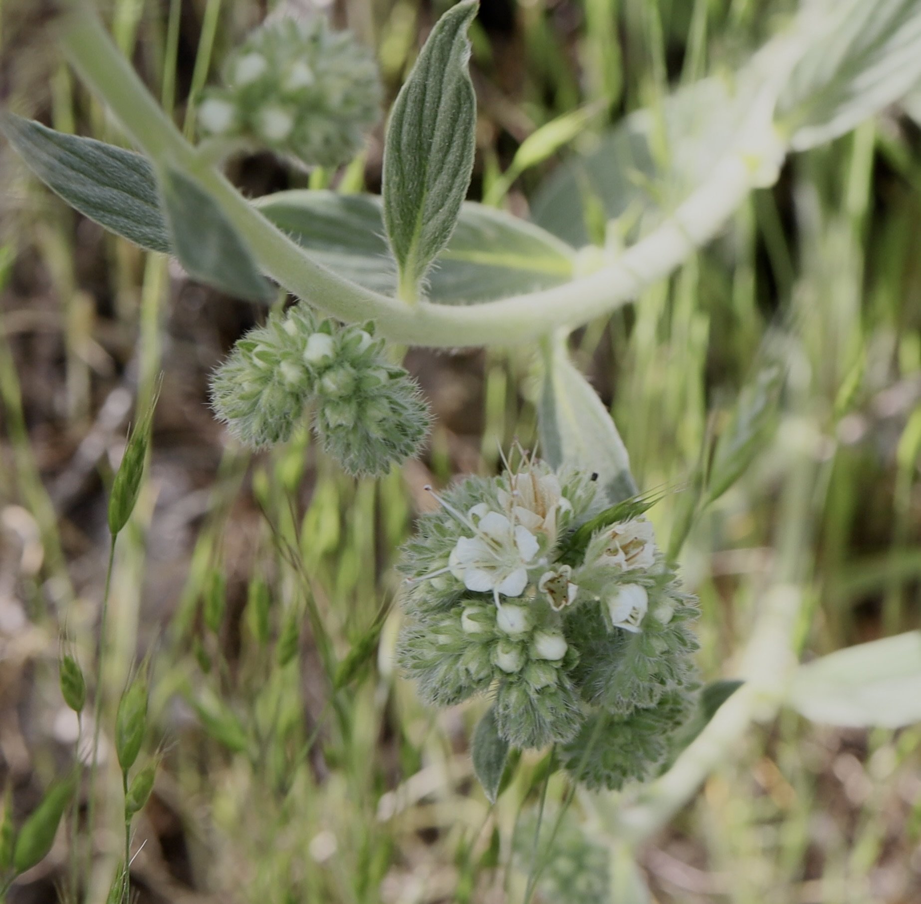 Silverleaf Phacelia  //  Phacelia hastata
Mill Creek Preserve 5/23/2025