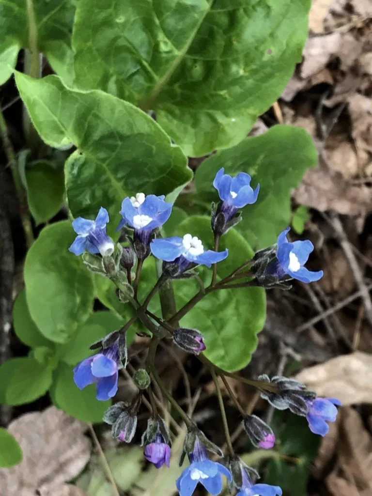 hound's tongue main.jpg