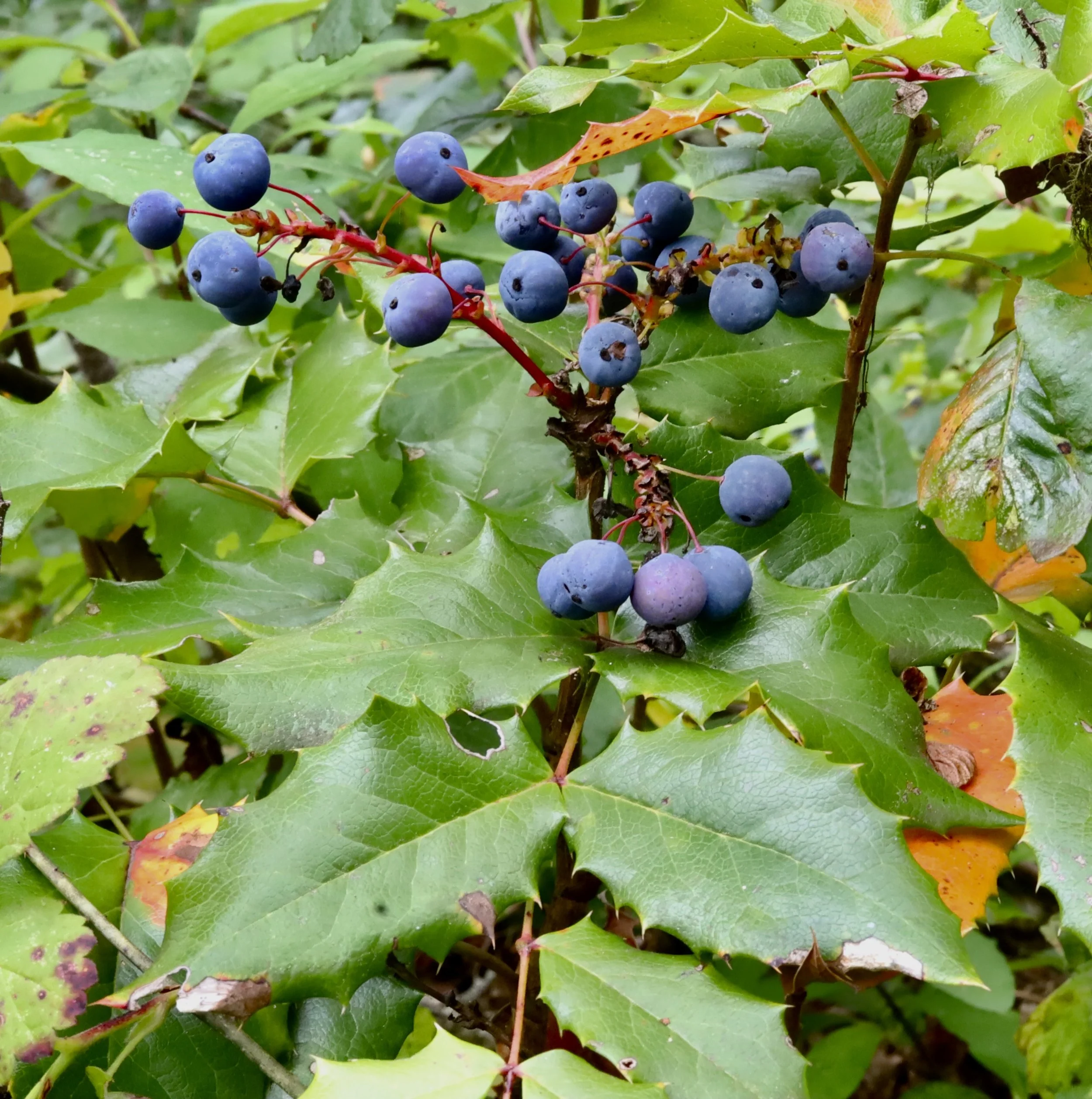 Tall Oregon Grape berries