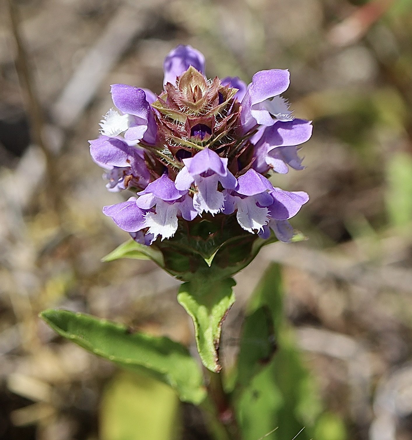 Self Heal  //  Prunella vulgaris  --  Pool of the Winds Trail 6/11/2025