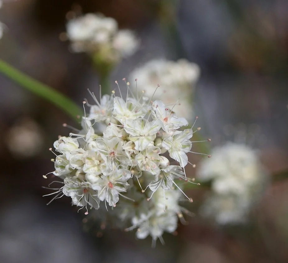 Tall Buckwheat  //  Eriogonum elatum  --  
McCall Point Trail 7/15/2024