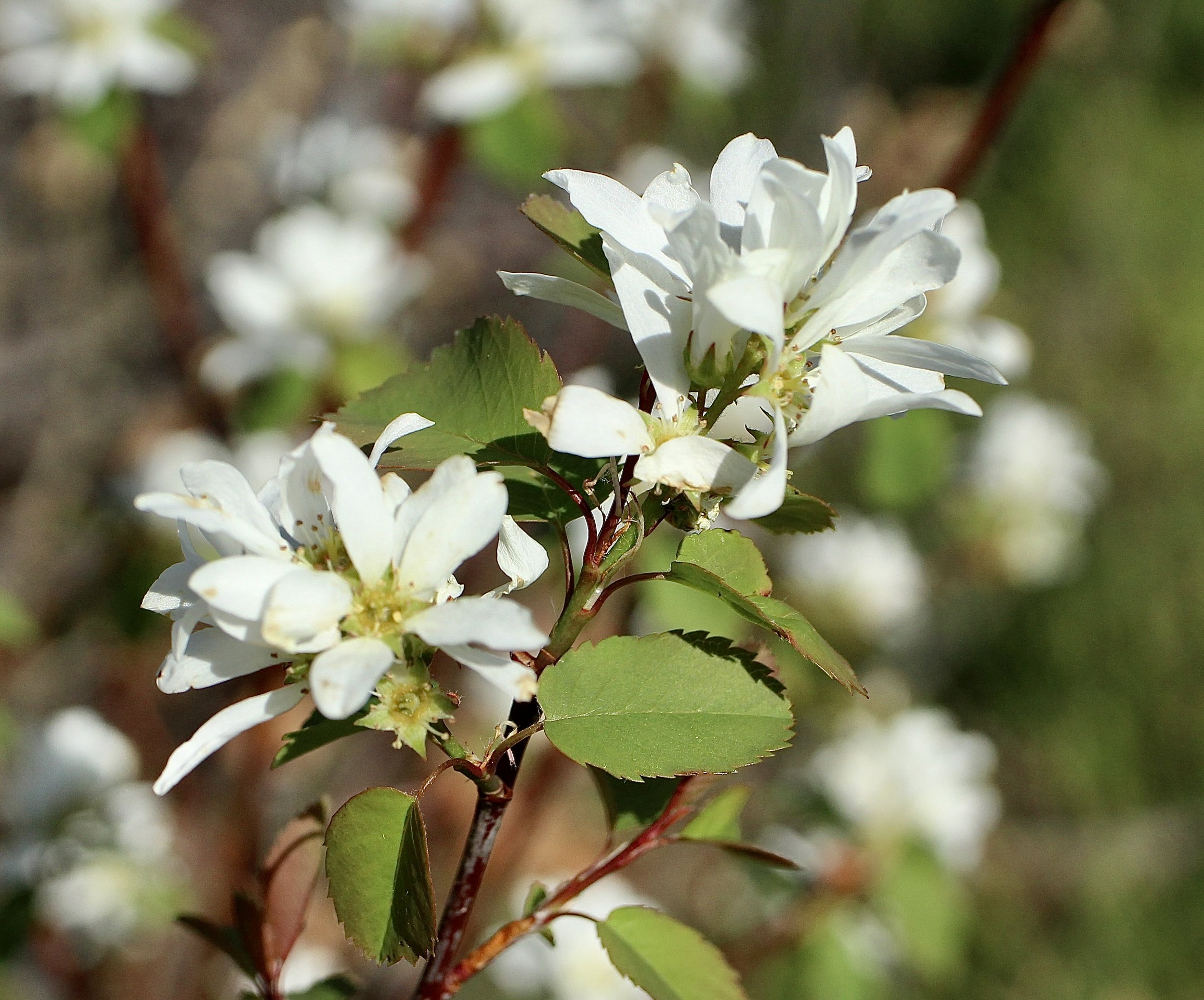 western serviceberry 6.JPG