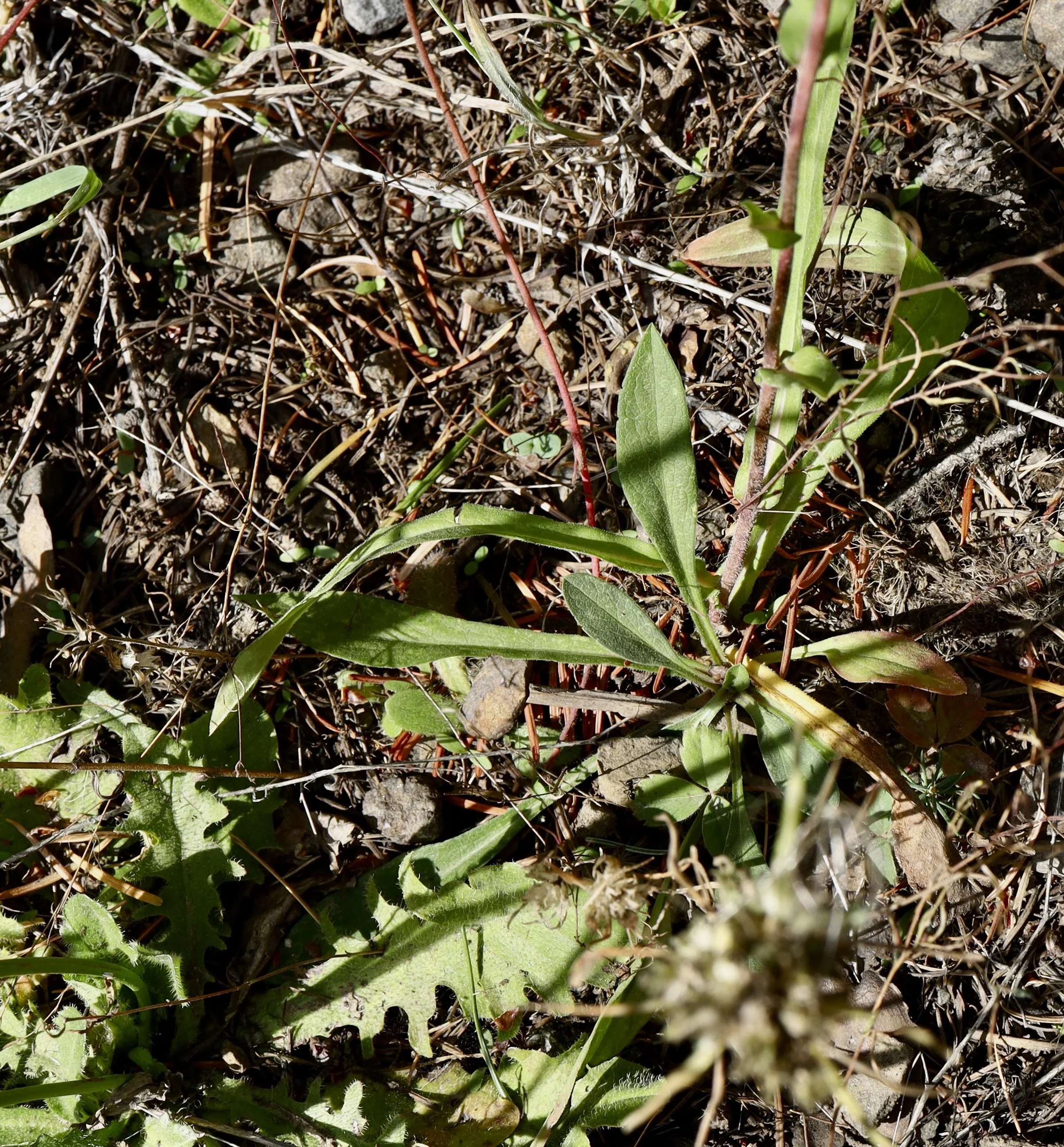 Basal leaves of Western Mountain Aster, Gibson Prairie trail, September 17, 2026