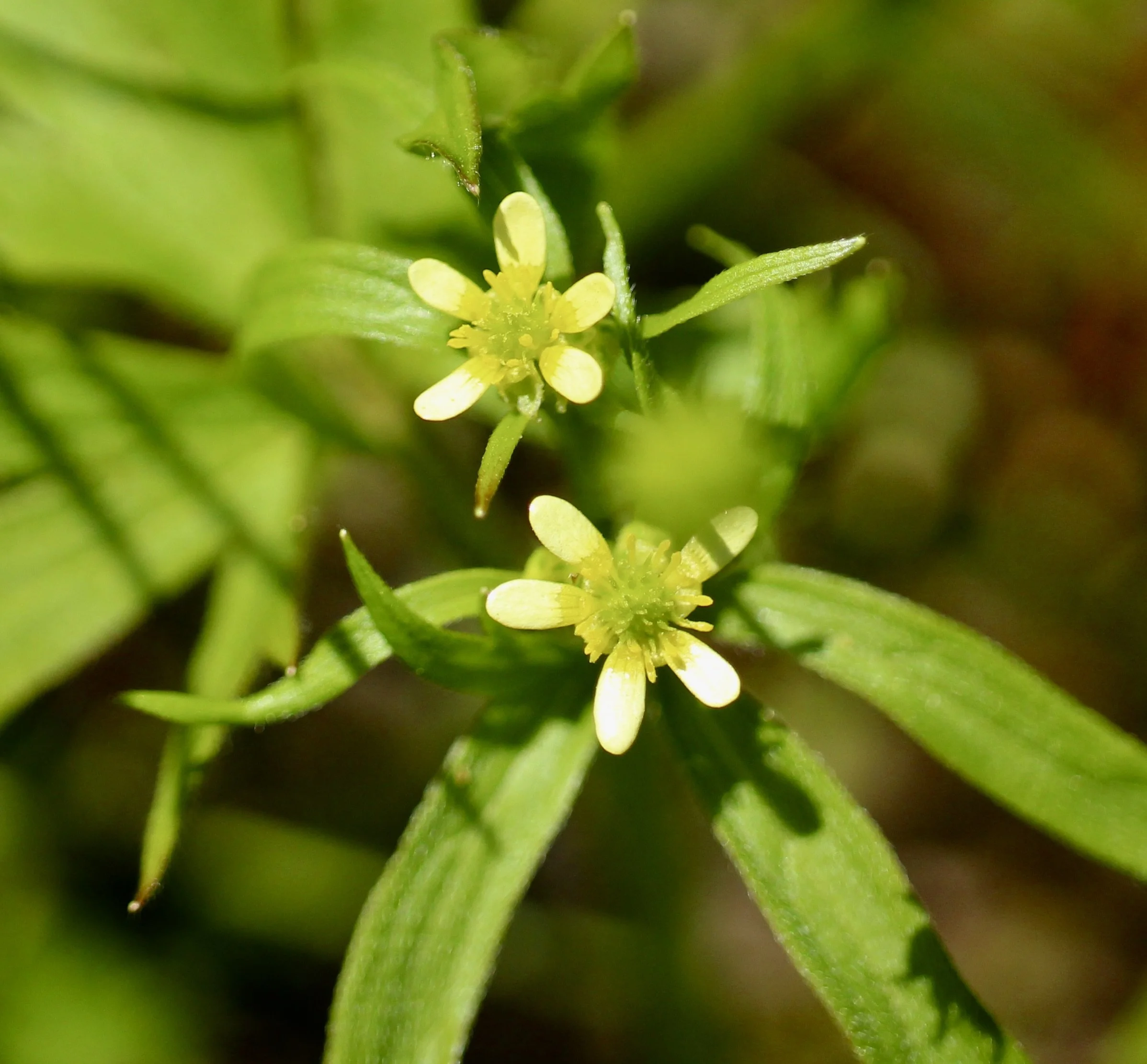 little buttercup 7.JPG