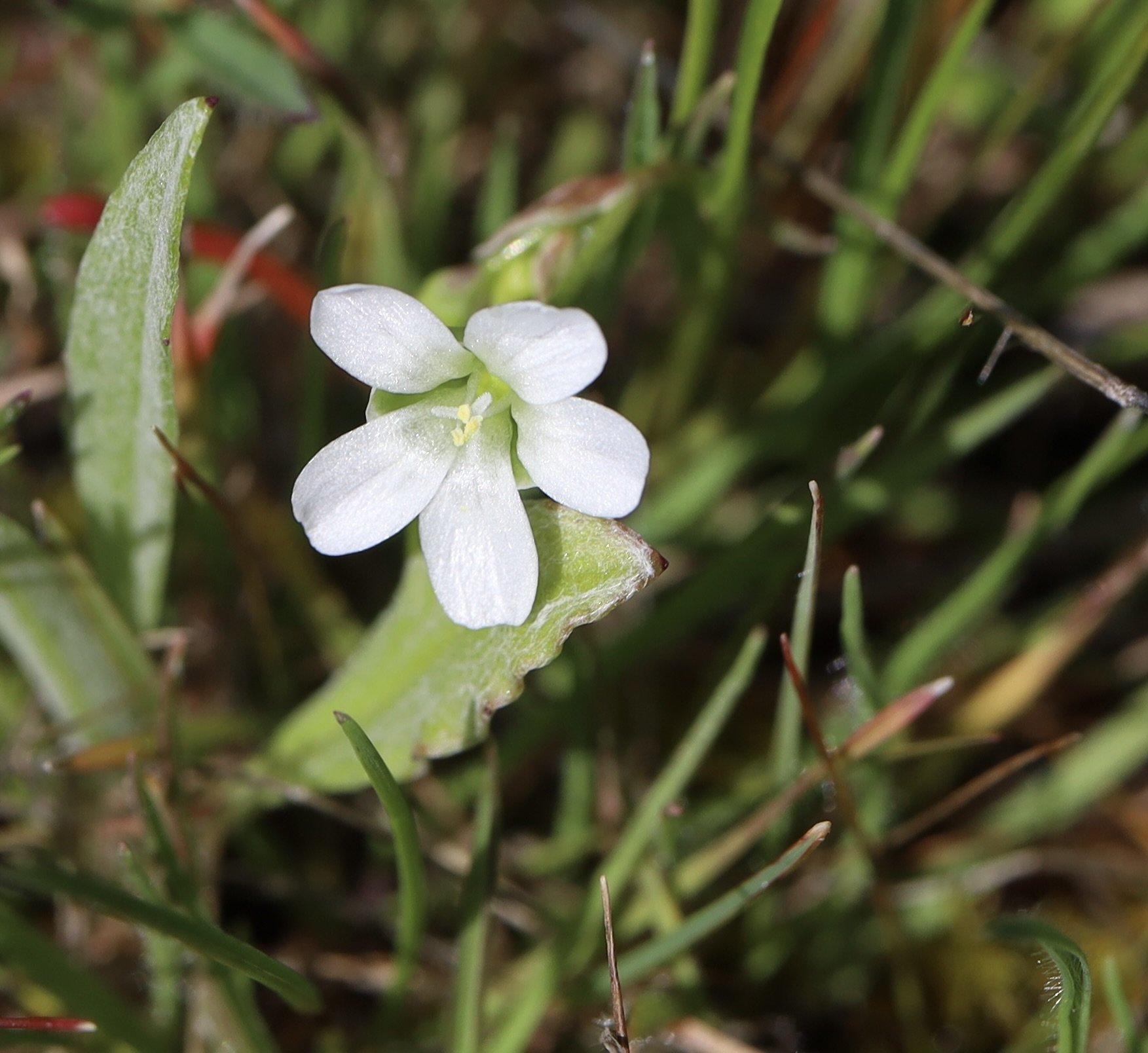 Photo taken along McCall Point trail, March 22, 2025. Click on this photo to return to the
White Wildflowers page.