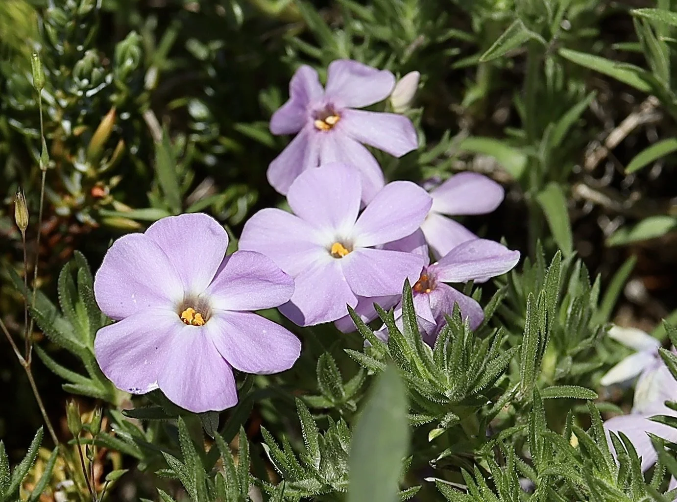 spreading phlox 7.JPG