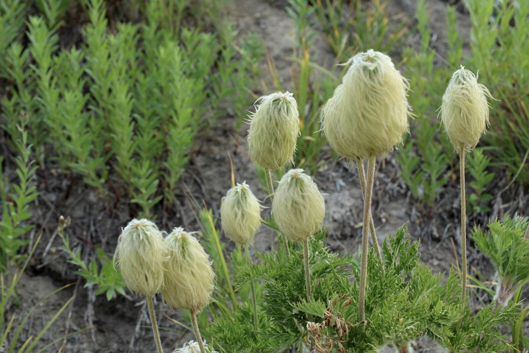 Click on this photo to return to the White Wildflowers page