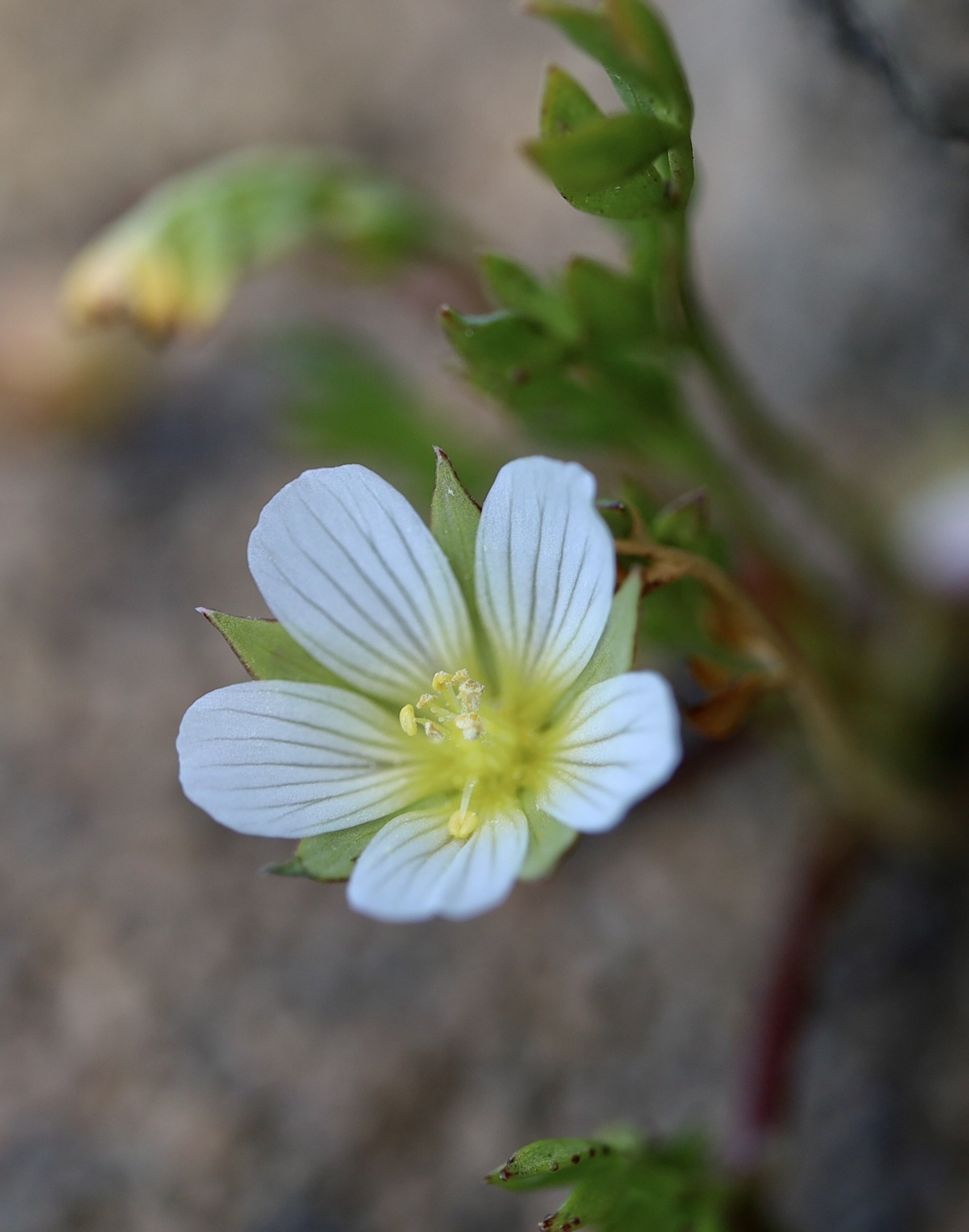 Dwarf Woolly Meadowfoam  //  Limnanthes pumila --  Upper Table Rock 4/12/2025  