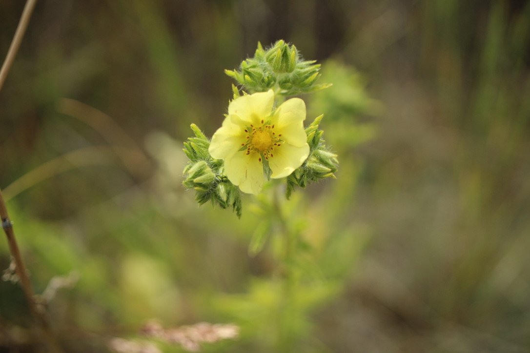 Slender Cinquefoil  //  Potentilla gracilis
Zumwalt Prairie 5/26/2023