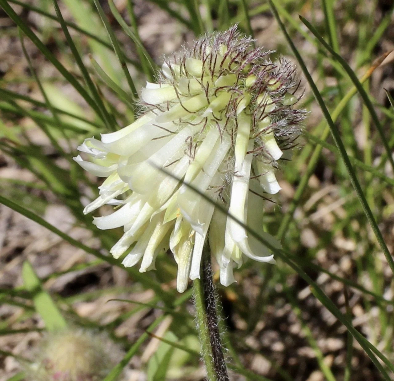 Click on this photo to return to the White Wildflowers page