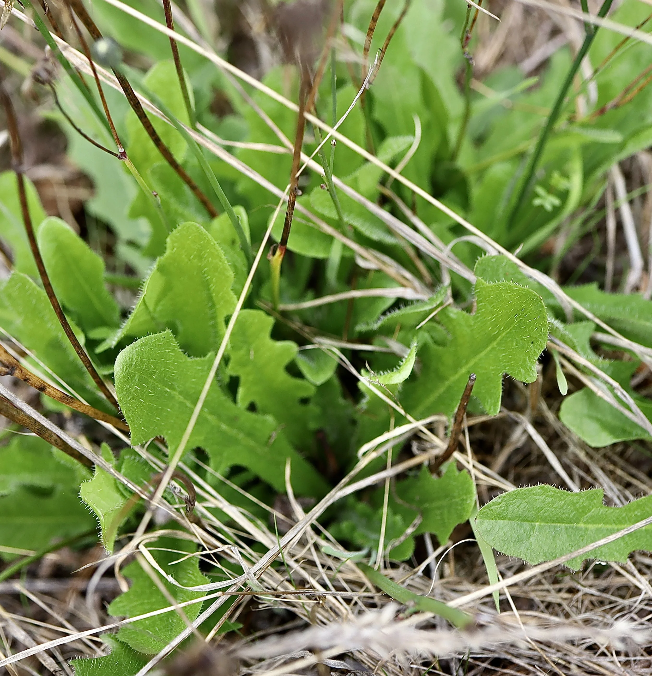 Common Dandelion leaves, Canemah Bluff, September 24, 2026