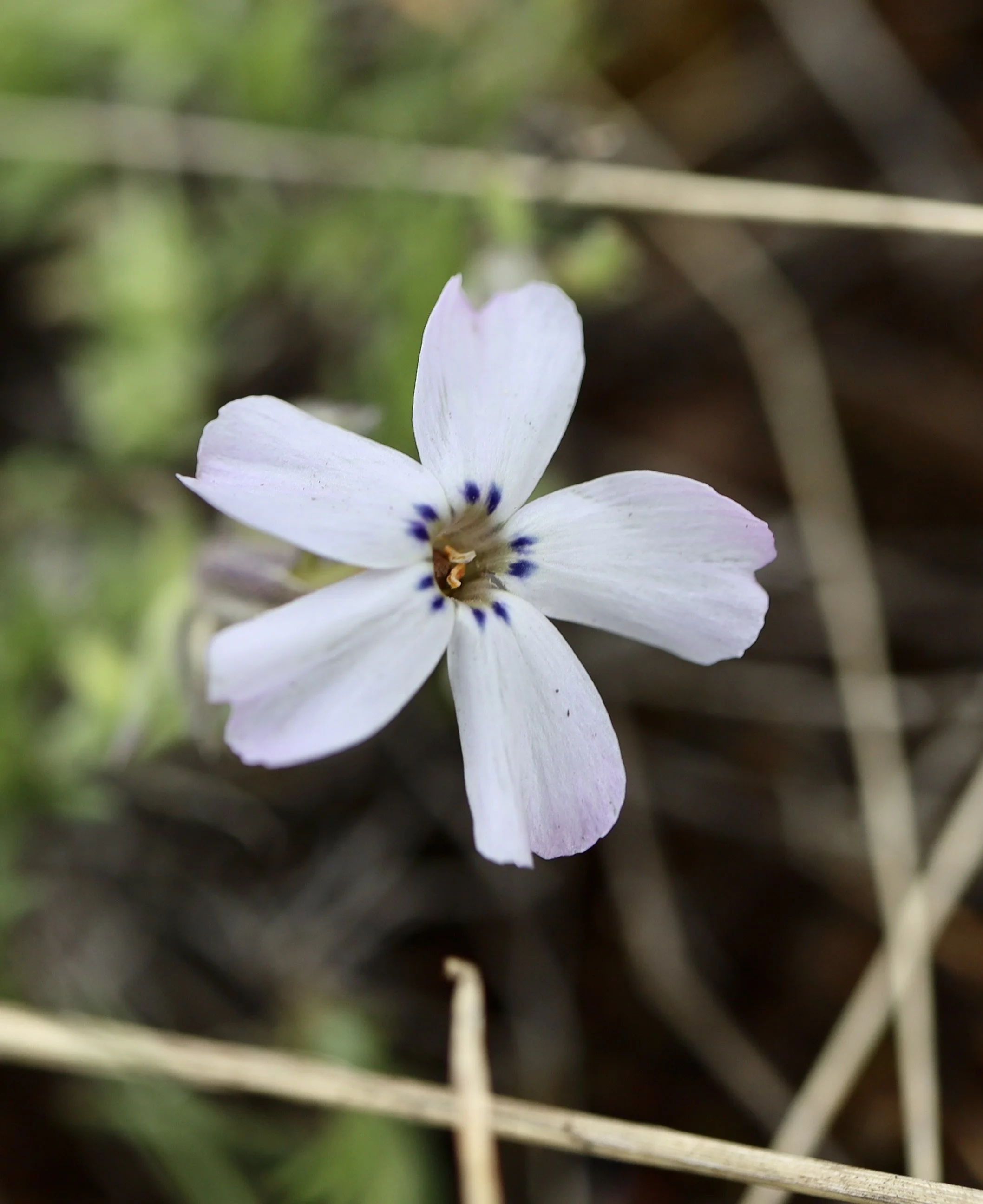 Click on this photo to return to the Red/Pink Wildflowers page