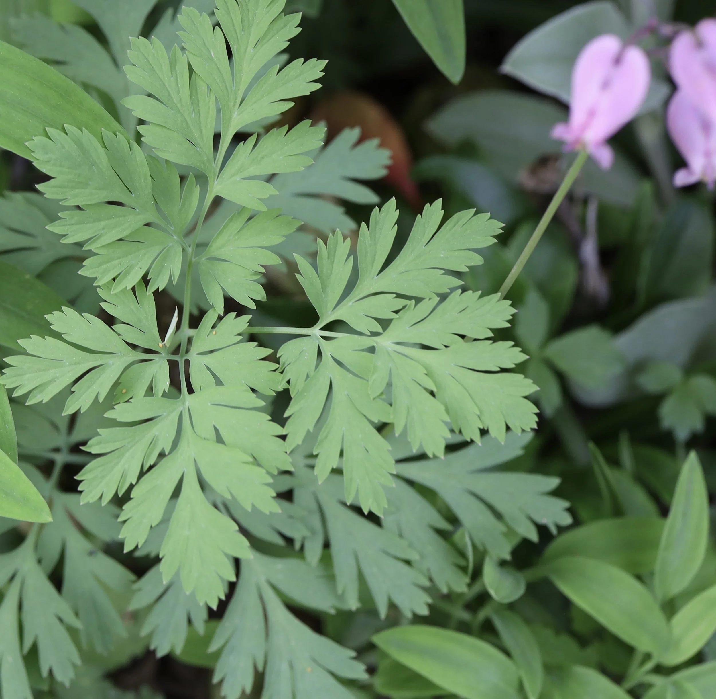 Very distinctive leaves 