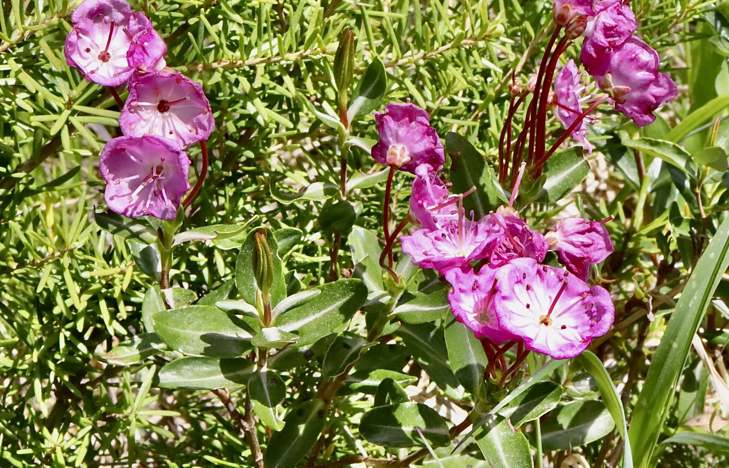 bog laurel group with leaves.JPG