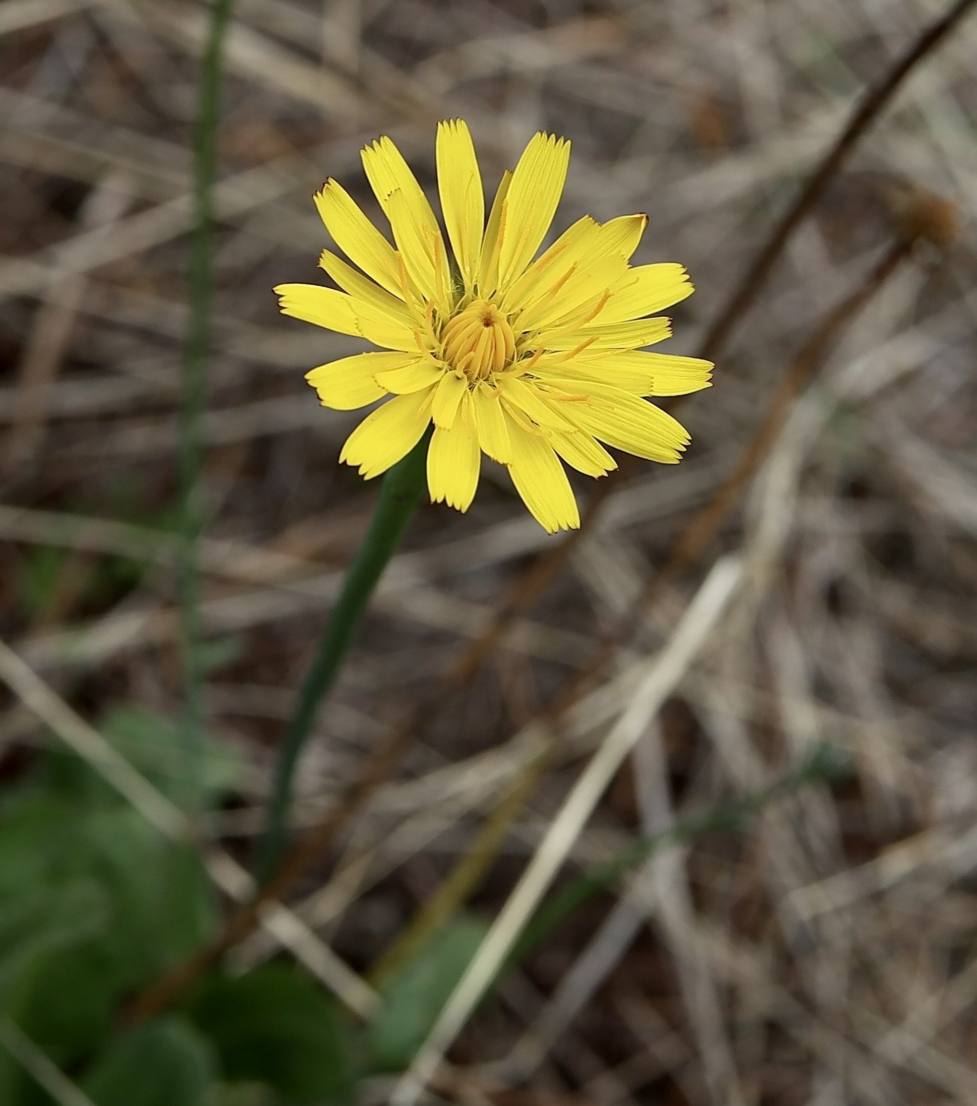 Photo taken at Canemah Bluff, September 24, 2026.  Click on this photo to return to the Yellow/Orange Wildflowers page.