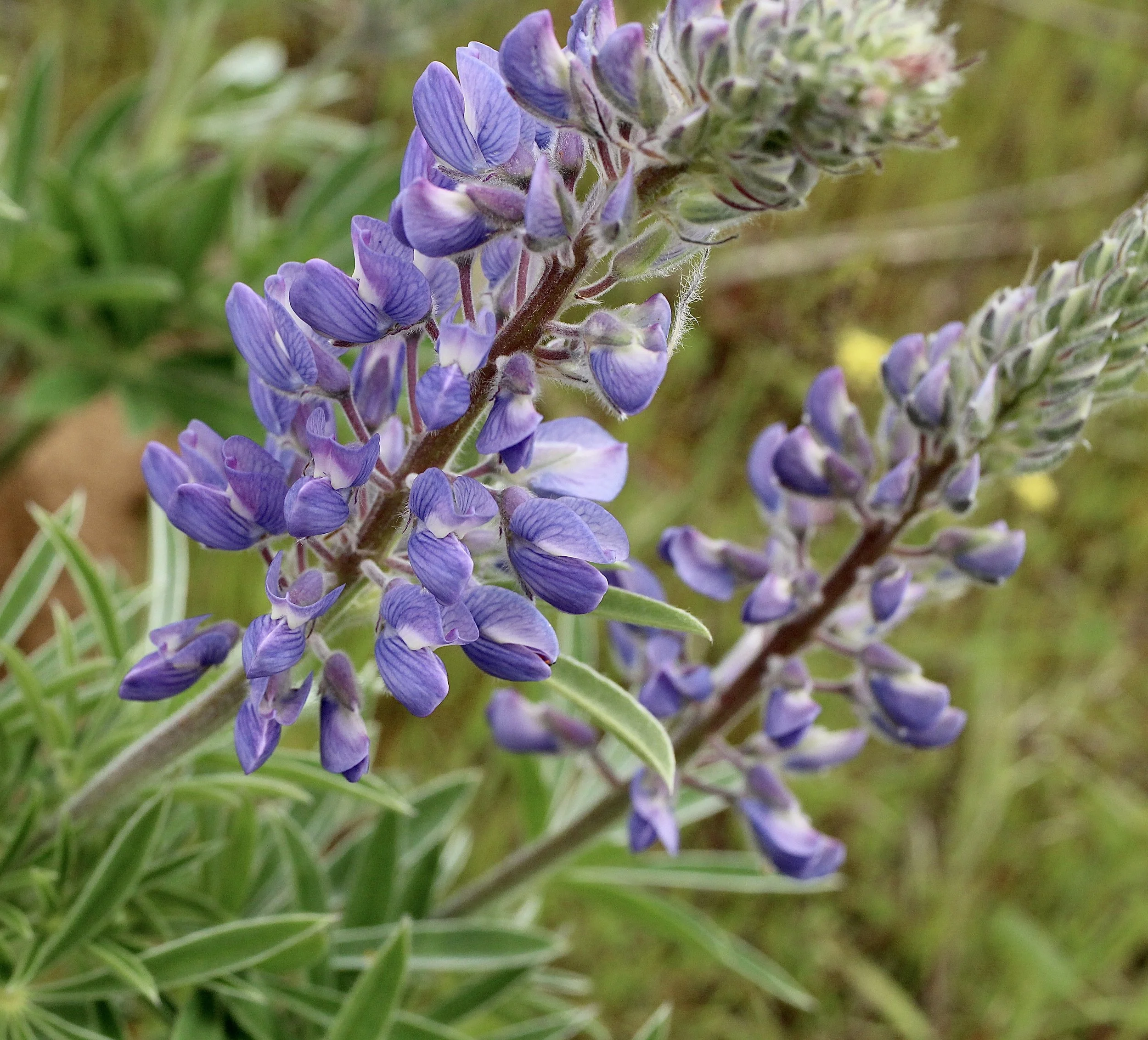 Silky Lupiine  //  Lupinus sericeus  -- McCall Point Trail  4/25/2022