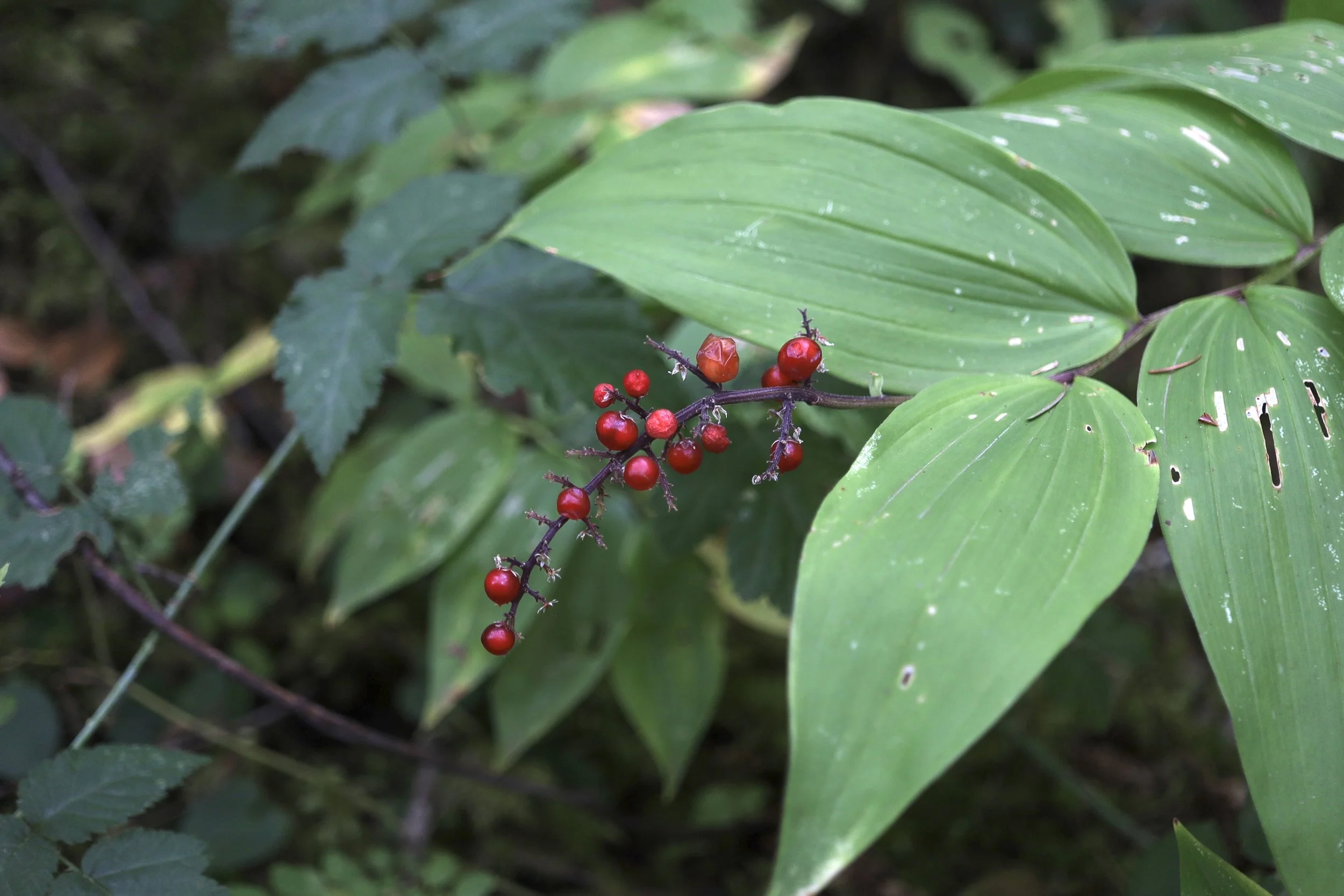Berries of the Large False Solomon's Seal. Falls Creek Falls trail, September 10, 2026