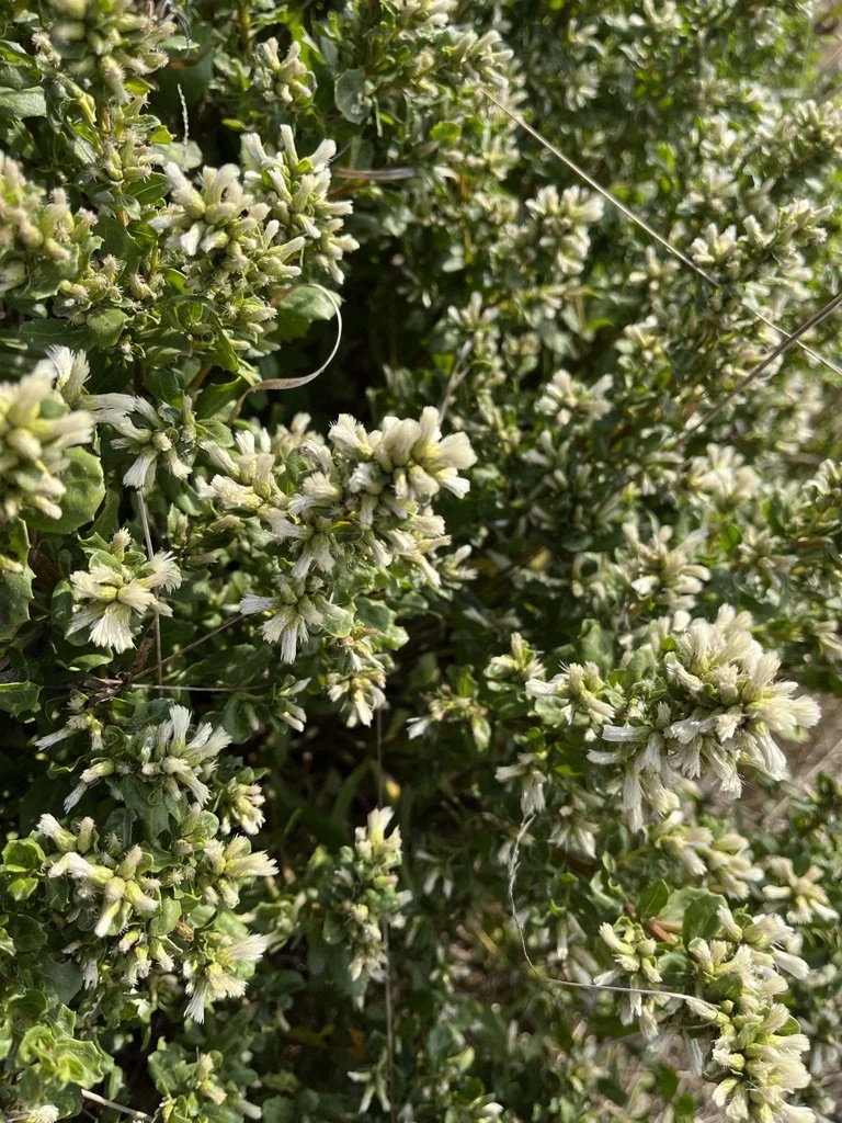 coyote brush 2.jpeg