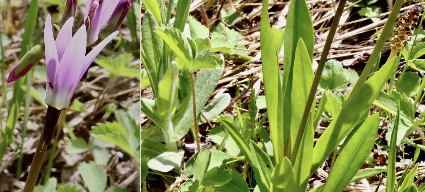 Alpine Shooting Star  //  Primula tetrandra  --  Babyshoe Pass  6/1/2026