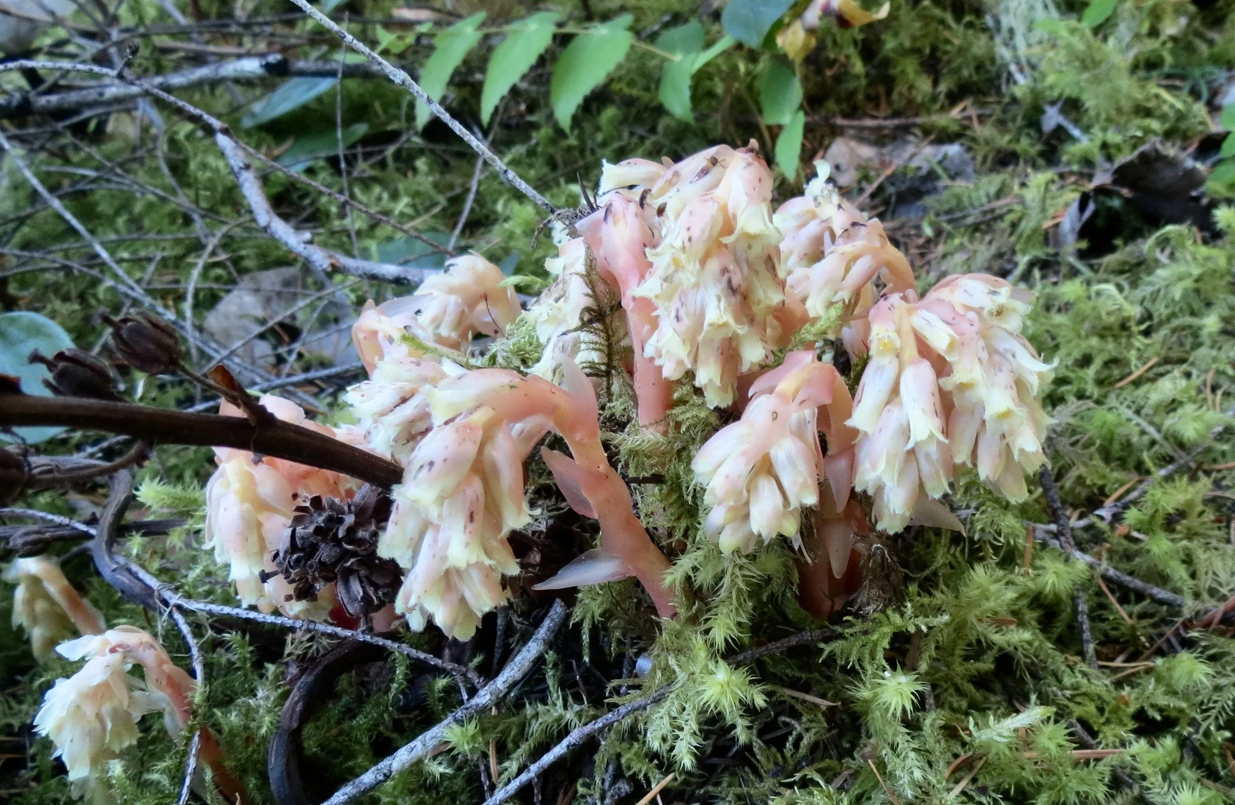 Pinesap  //  Monotropa hypopithys  --  Big Creek Falls  6/22/2017